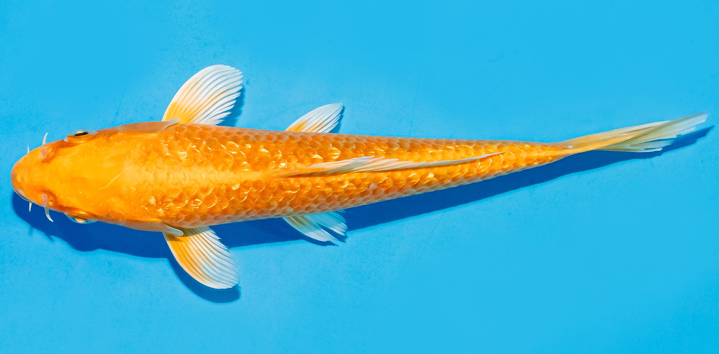 Koi 17-20cm Nr. 6853