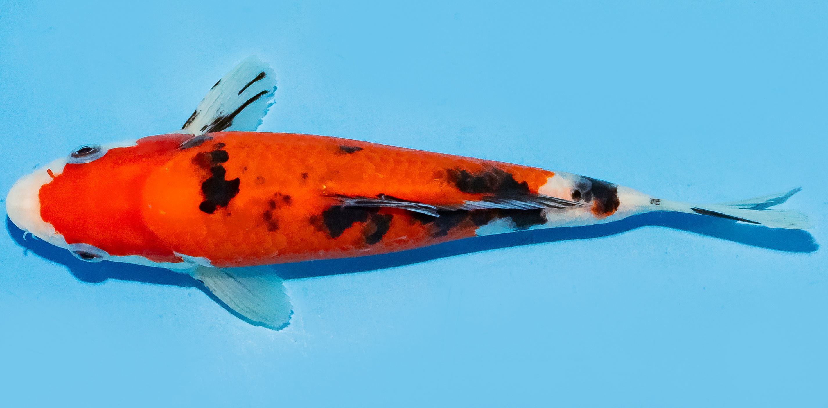 Koi 17-20cm Nr. 6571