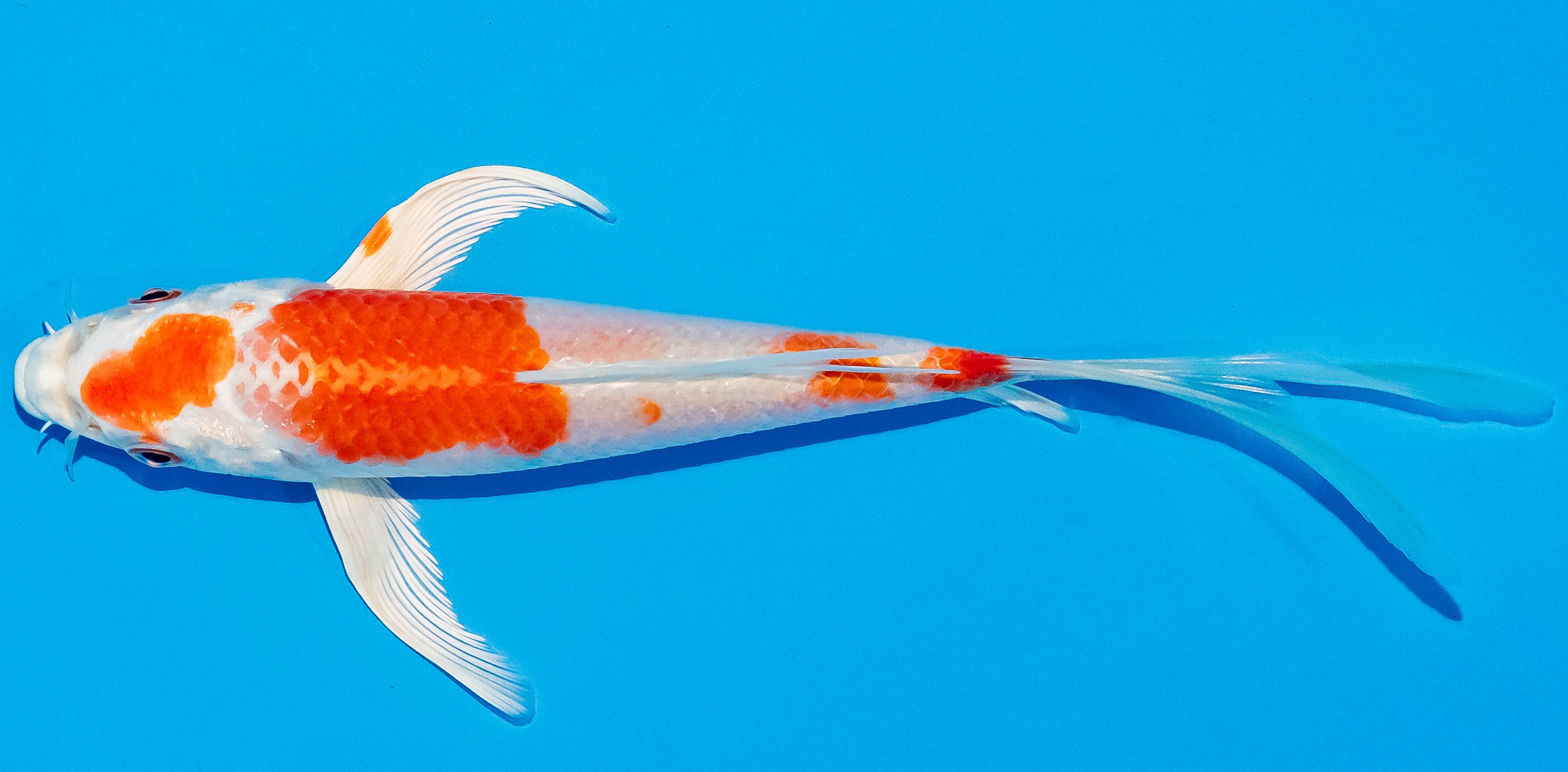 Butterfly Koi 14-17cm Nr. 2527