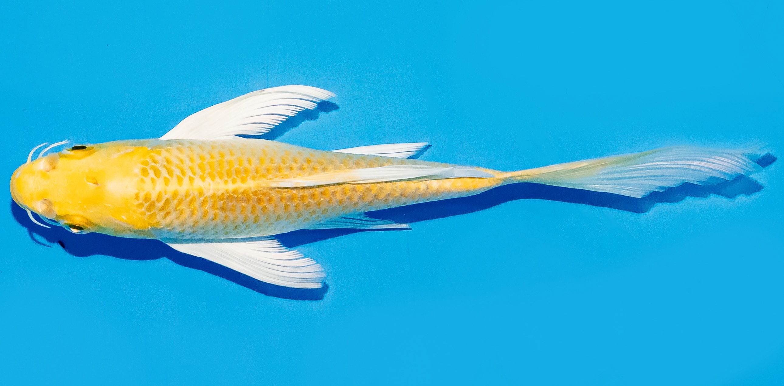 Butterfly Koi 17-20cm Nr. 5907