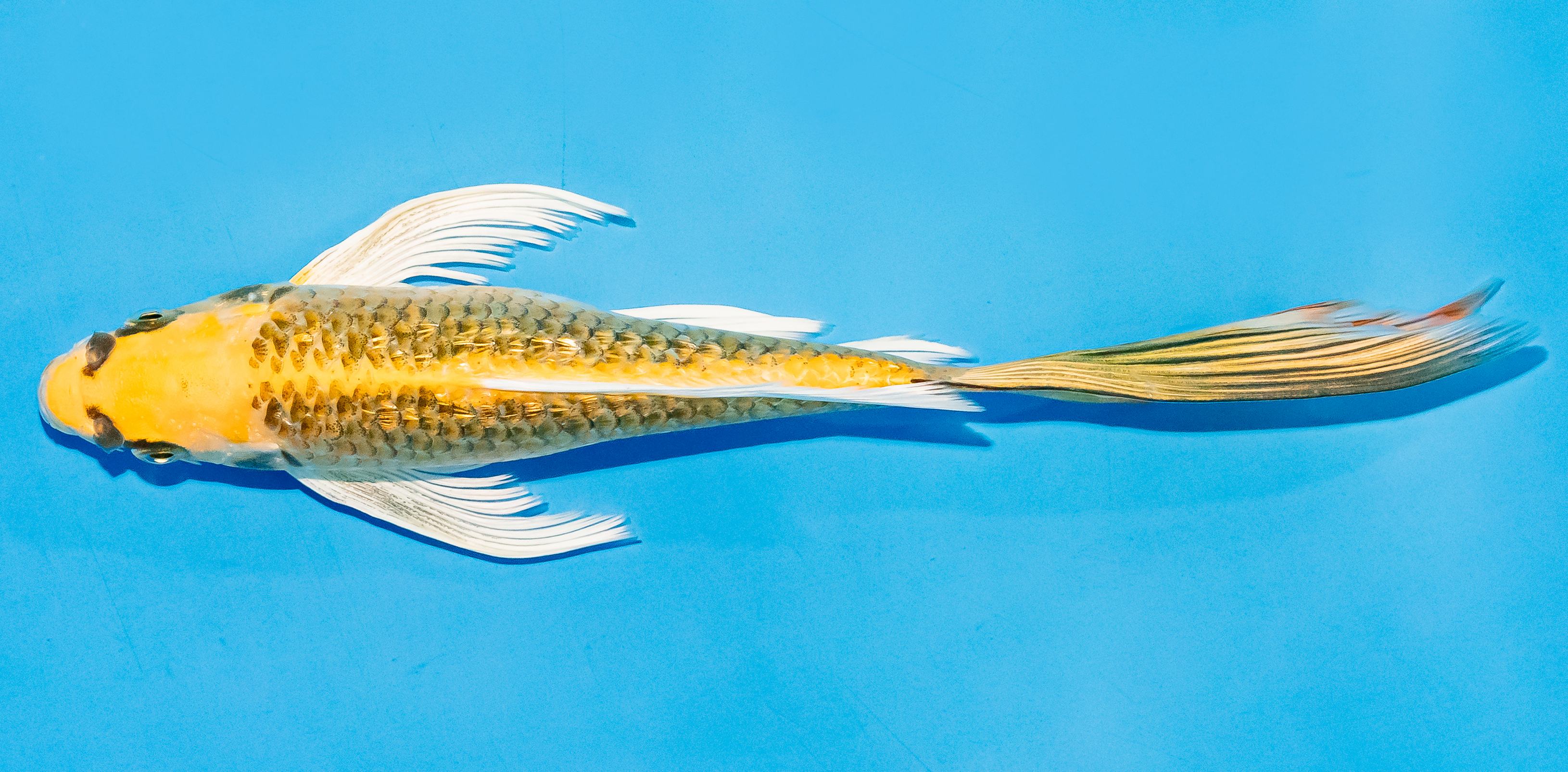 Butterfly Koi 20-25cm Nr. 7305
