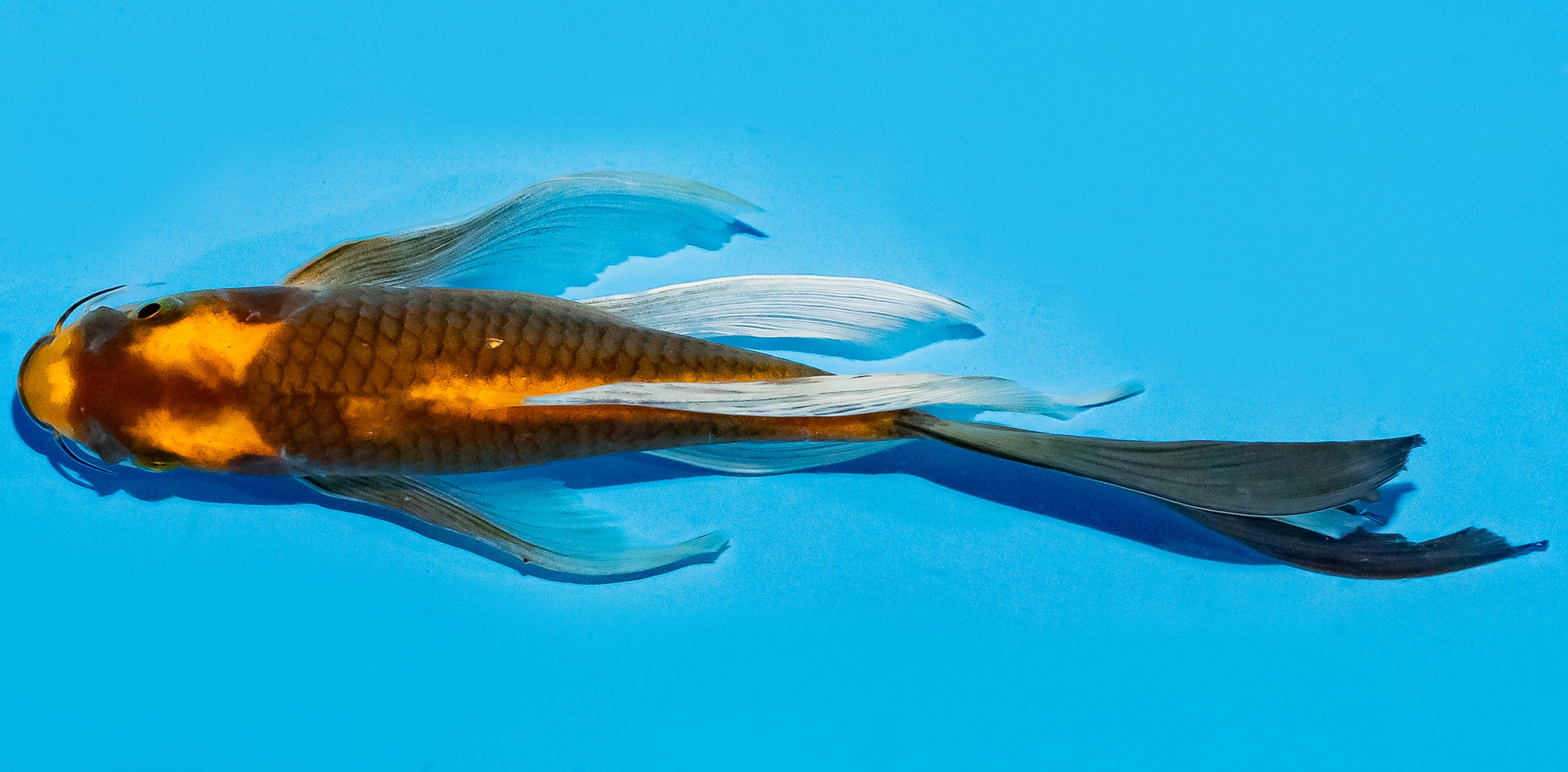 Butterfly Koi 20-25cm Nr. 8539