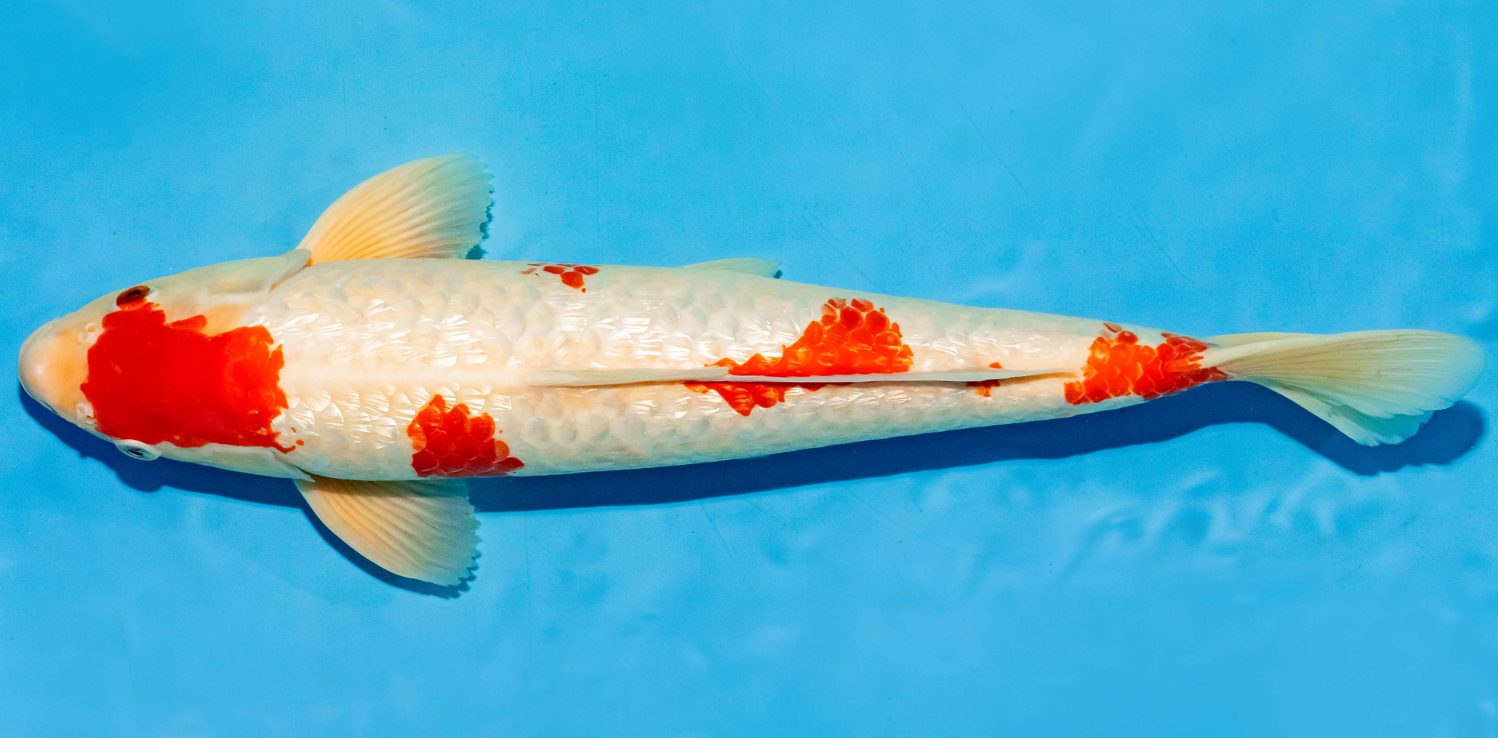 Koi 40-45cm Nr. 4906