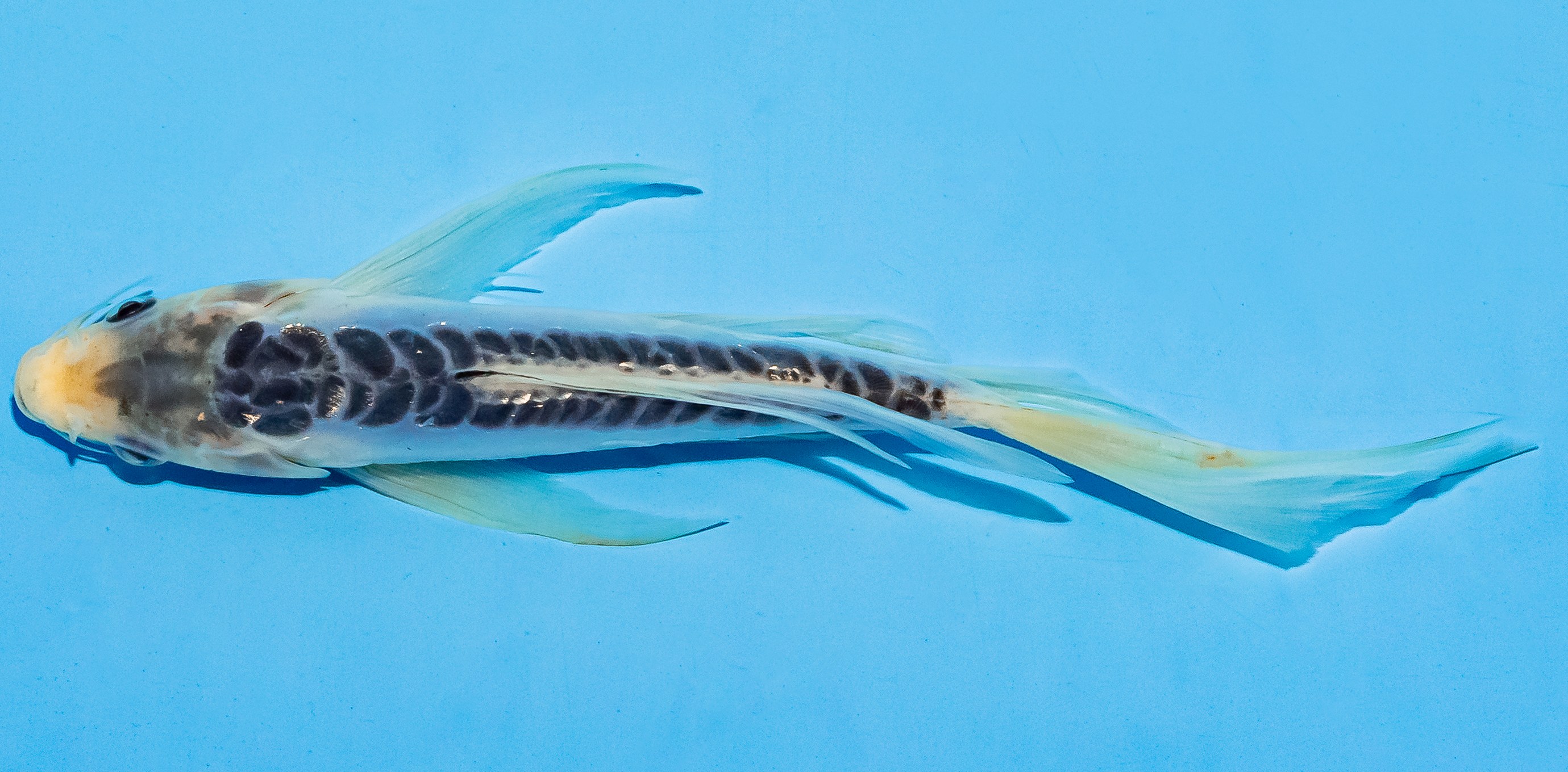 Butterfly Koi 17-20cm Nr. 5902