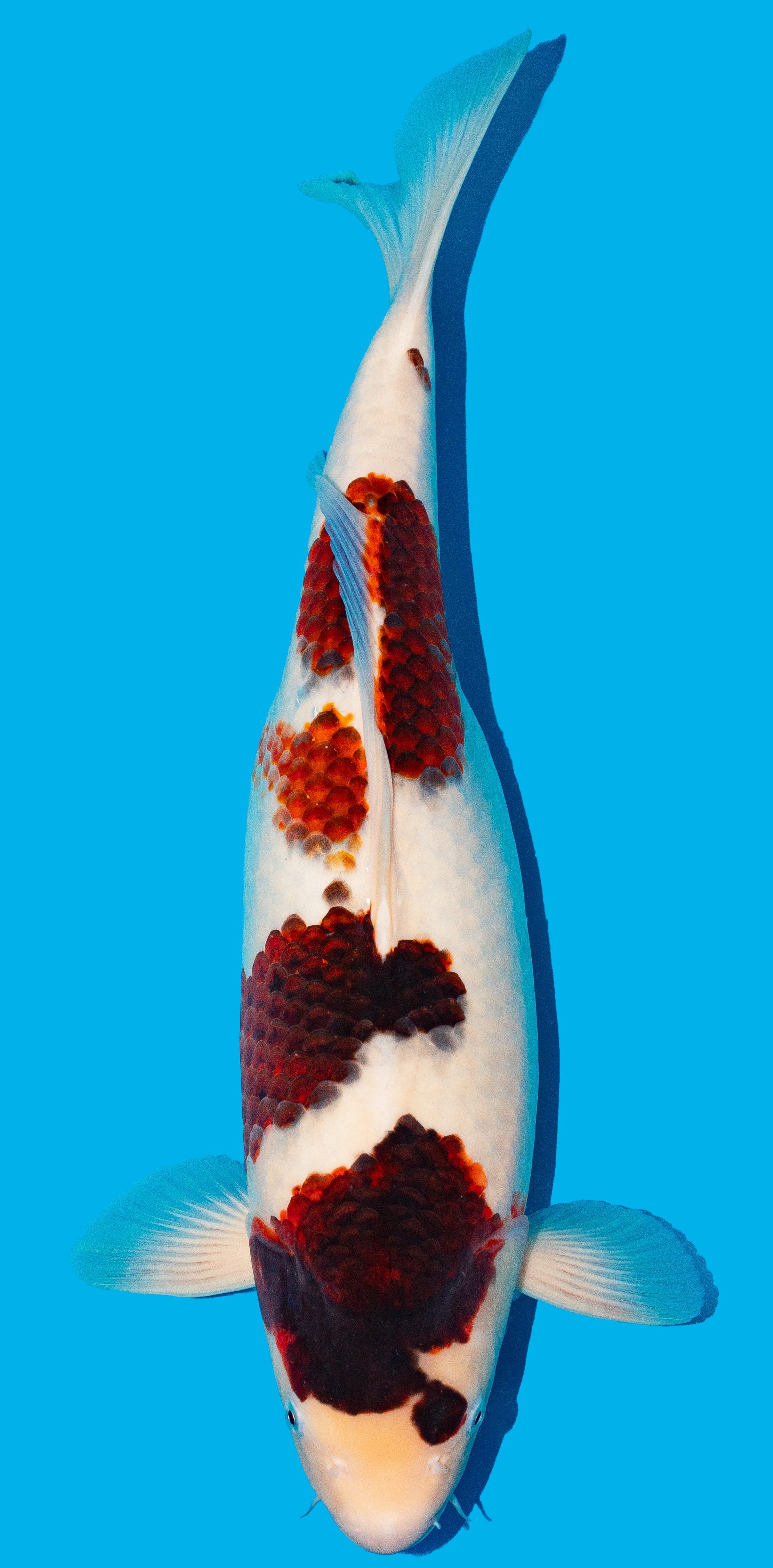 Goromo 52-56cm Nr. 4821
