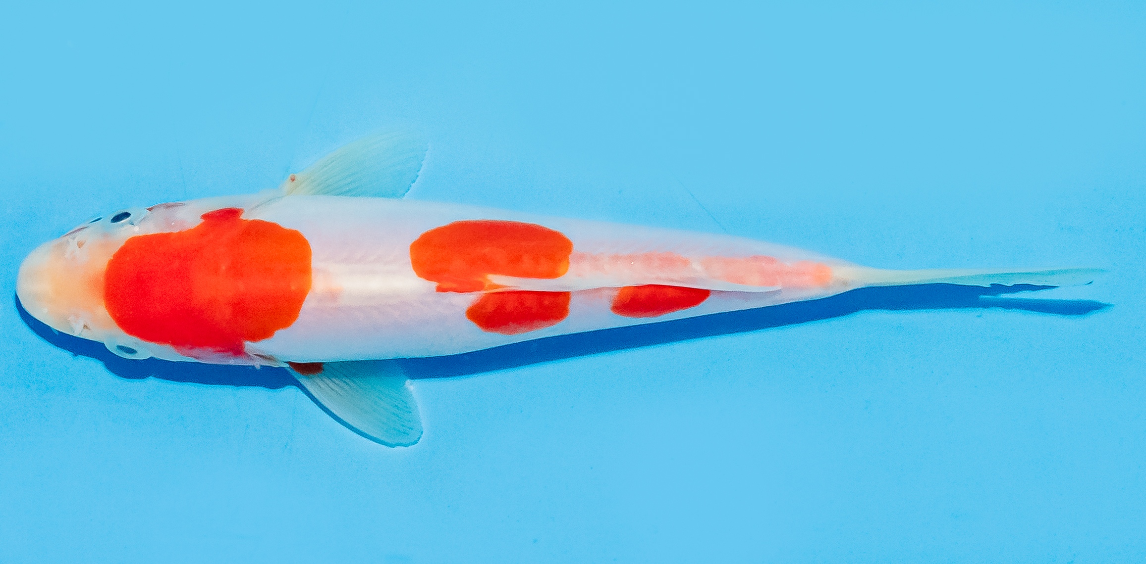 Koi 14-17cm Nr. 8015