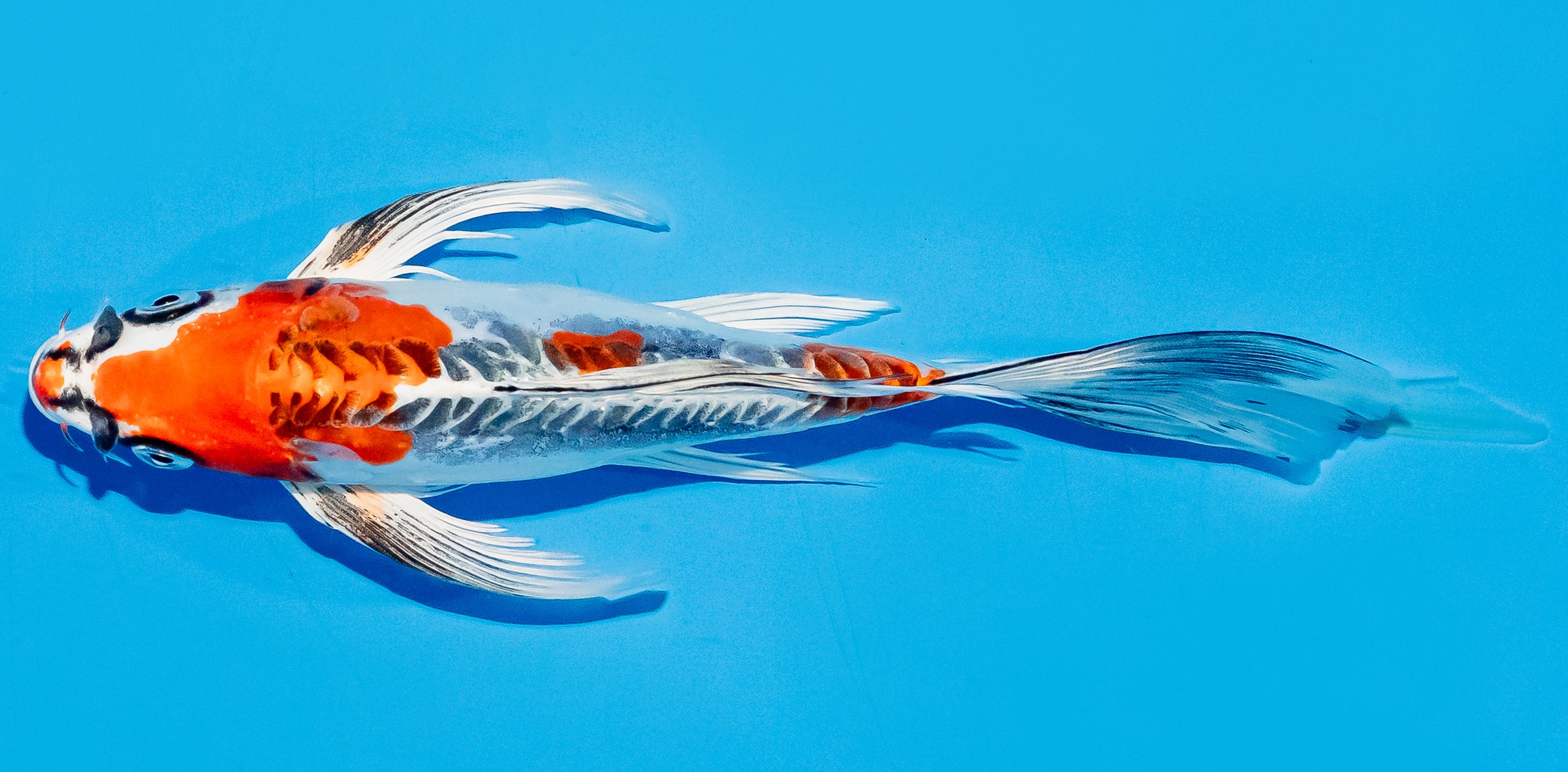 Butterfly Koi 20-25cm Nr. 5482