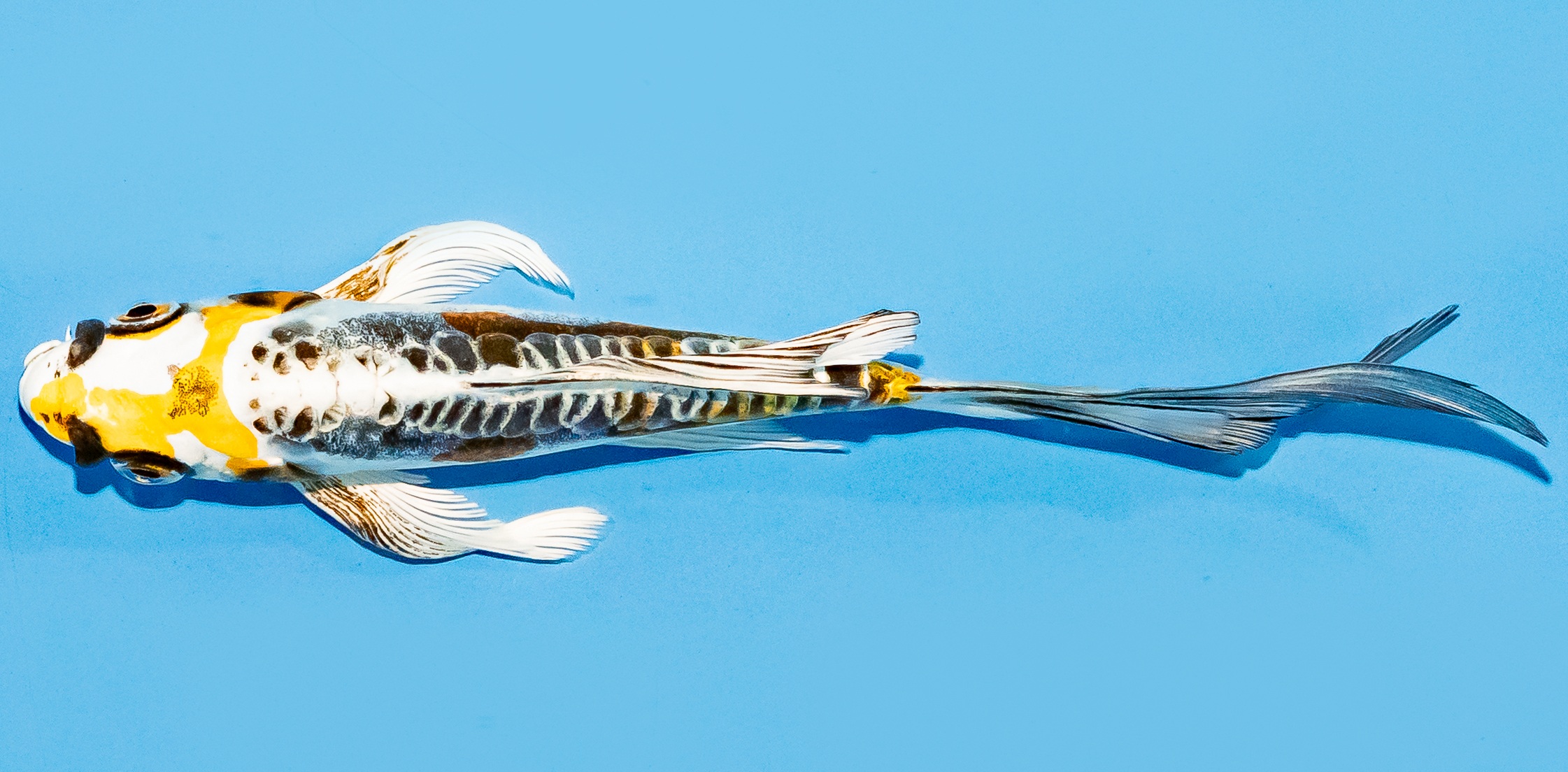 Butterfly Koi 14-17cm Nr. 7426