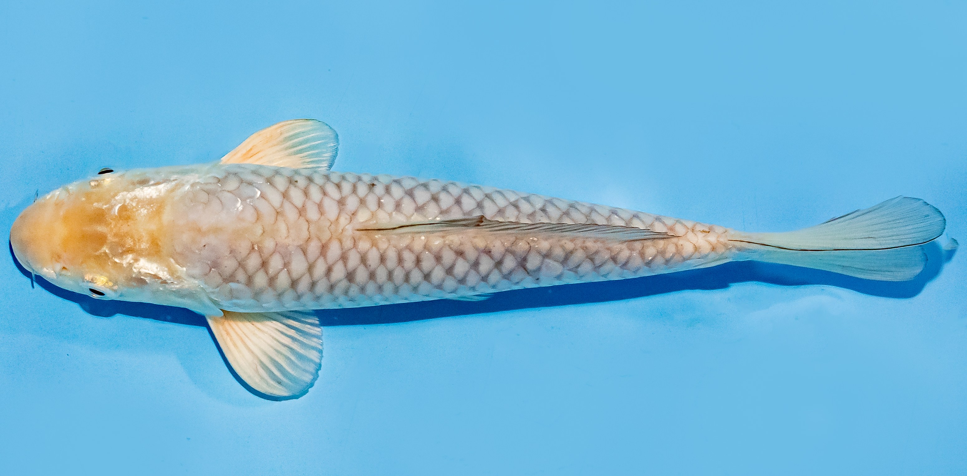 Koi 20-25cm Nr. 7580