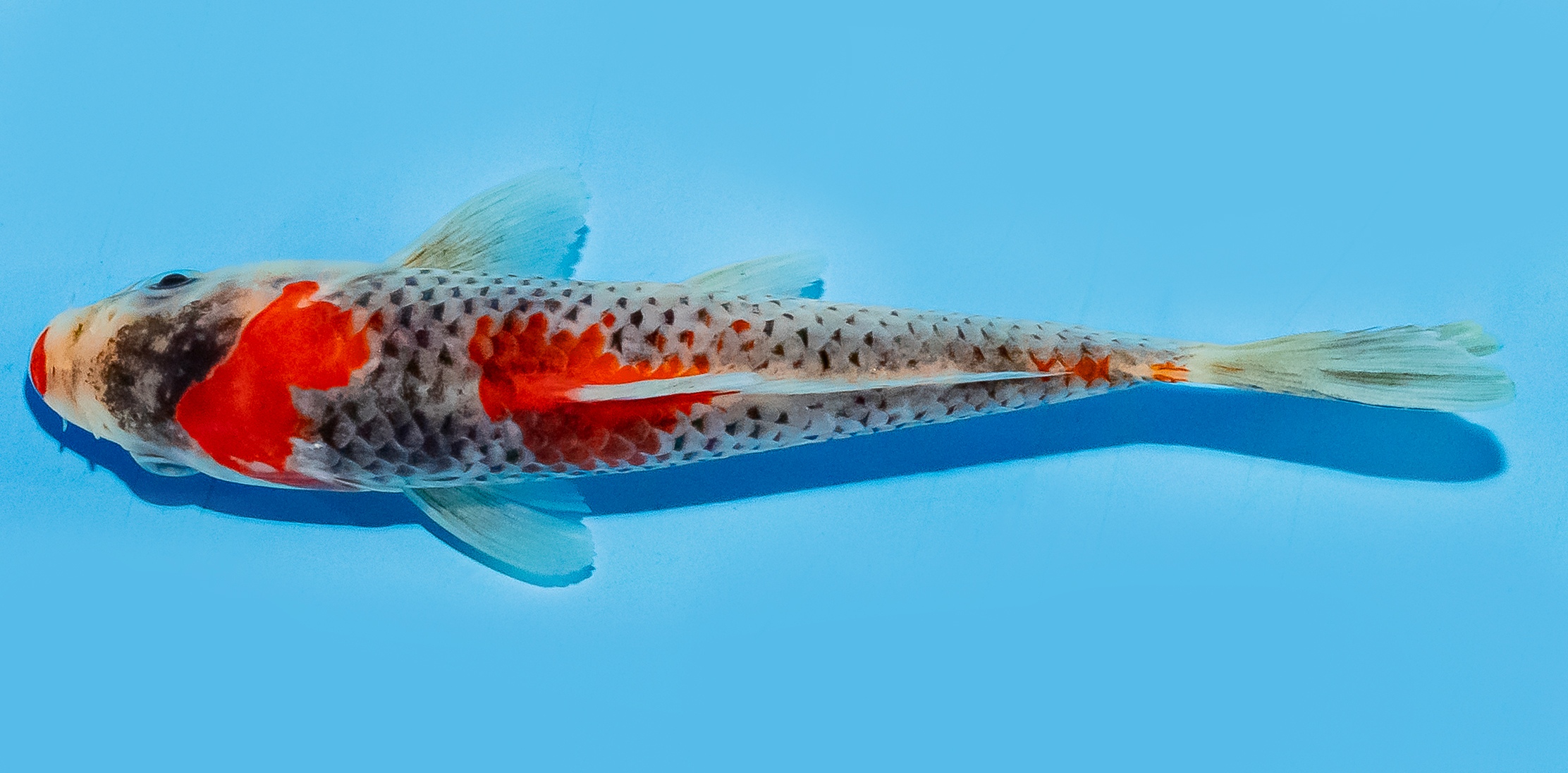 Koi 14-17cm Nr. 8114