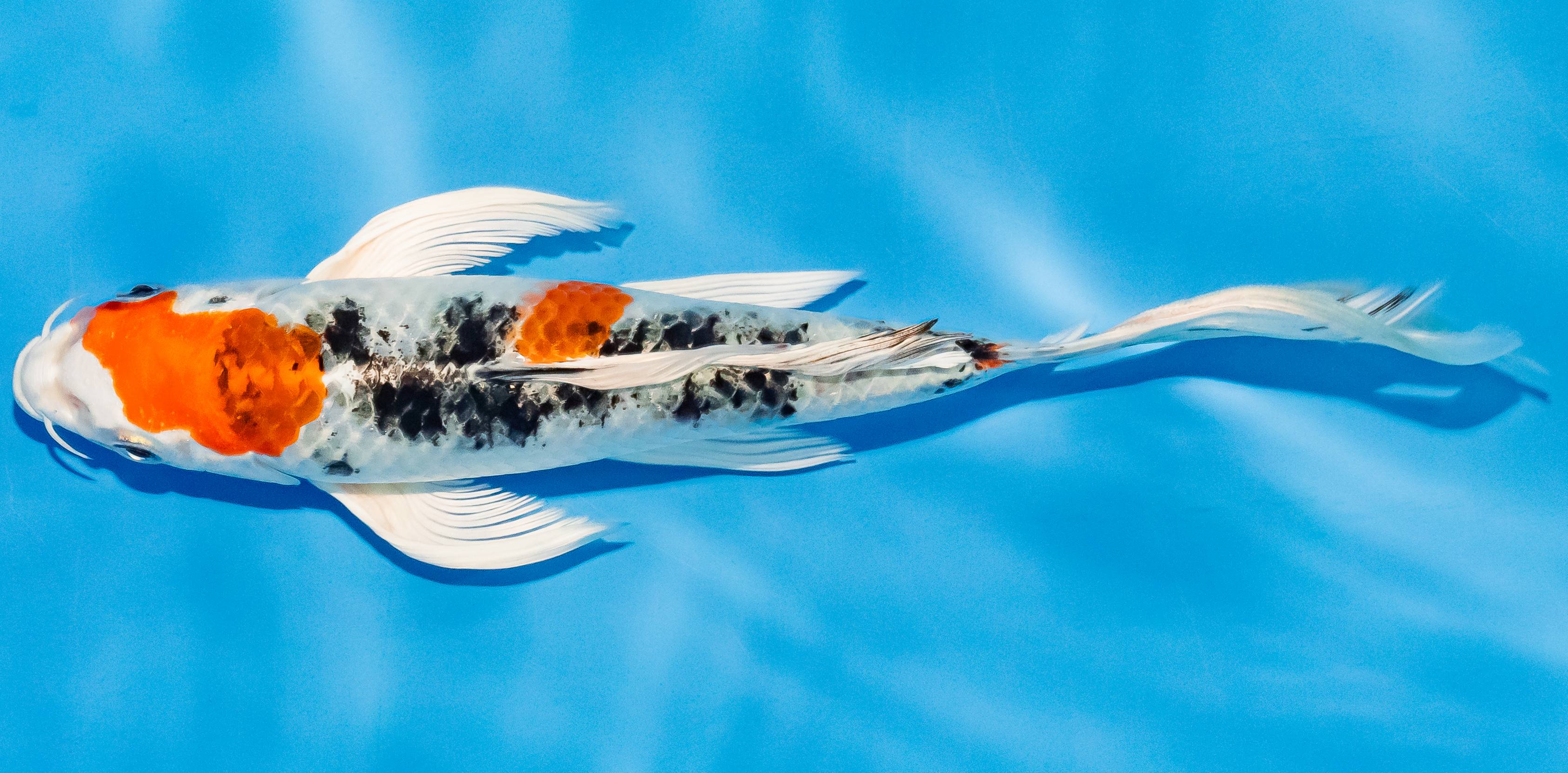 Butterfly Koi 20-25cm Nr. 3332