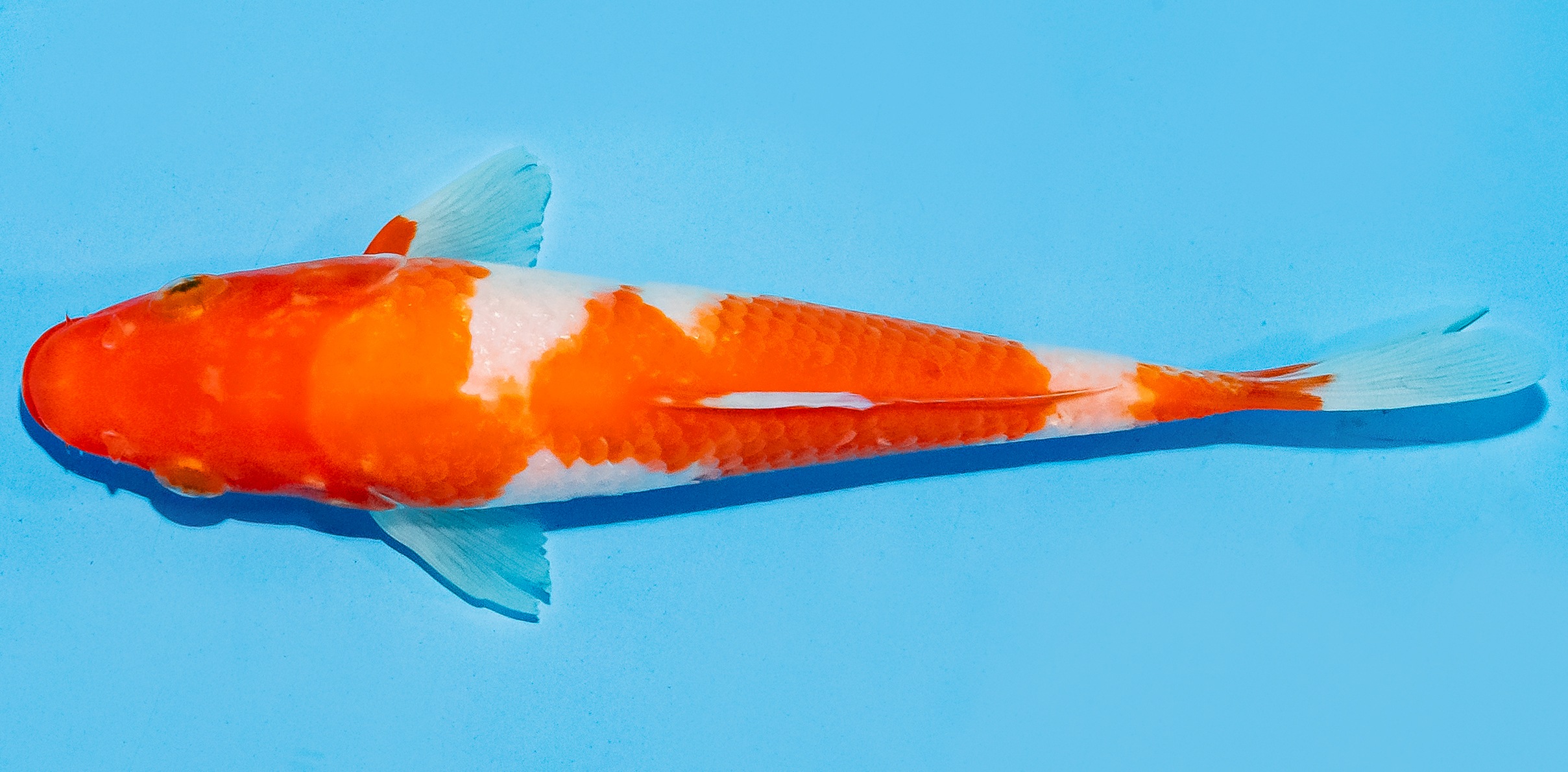 Koi 17-20cm Nr. 8719