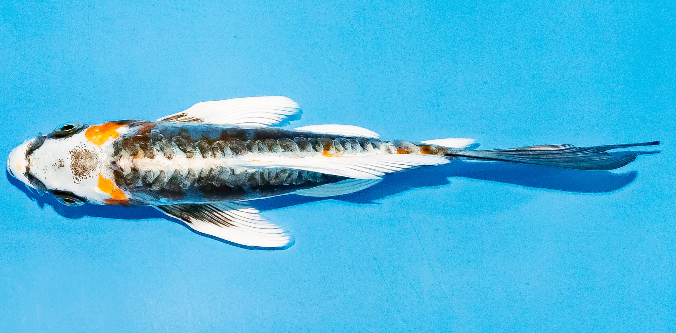 Butterfly Koi 14-17cm Nr. 7427