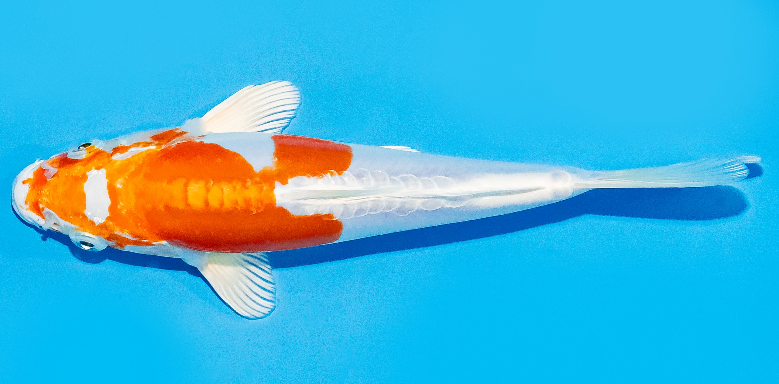 Koi 17-20cm Nr. 7243
