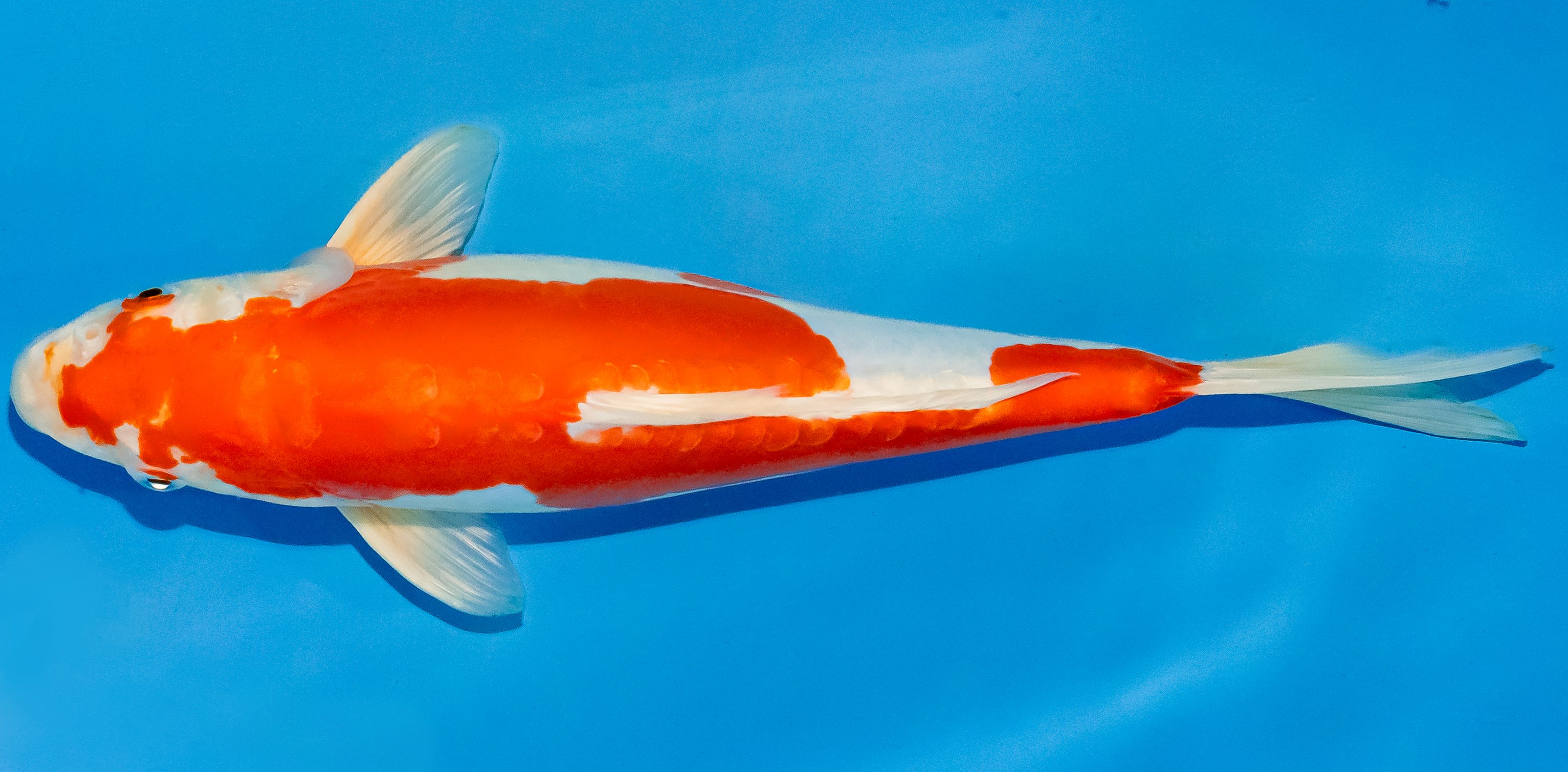 Koi 30-35cm Nr. 3706