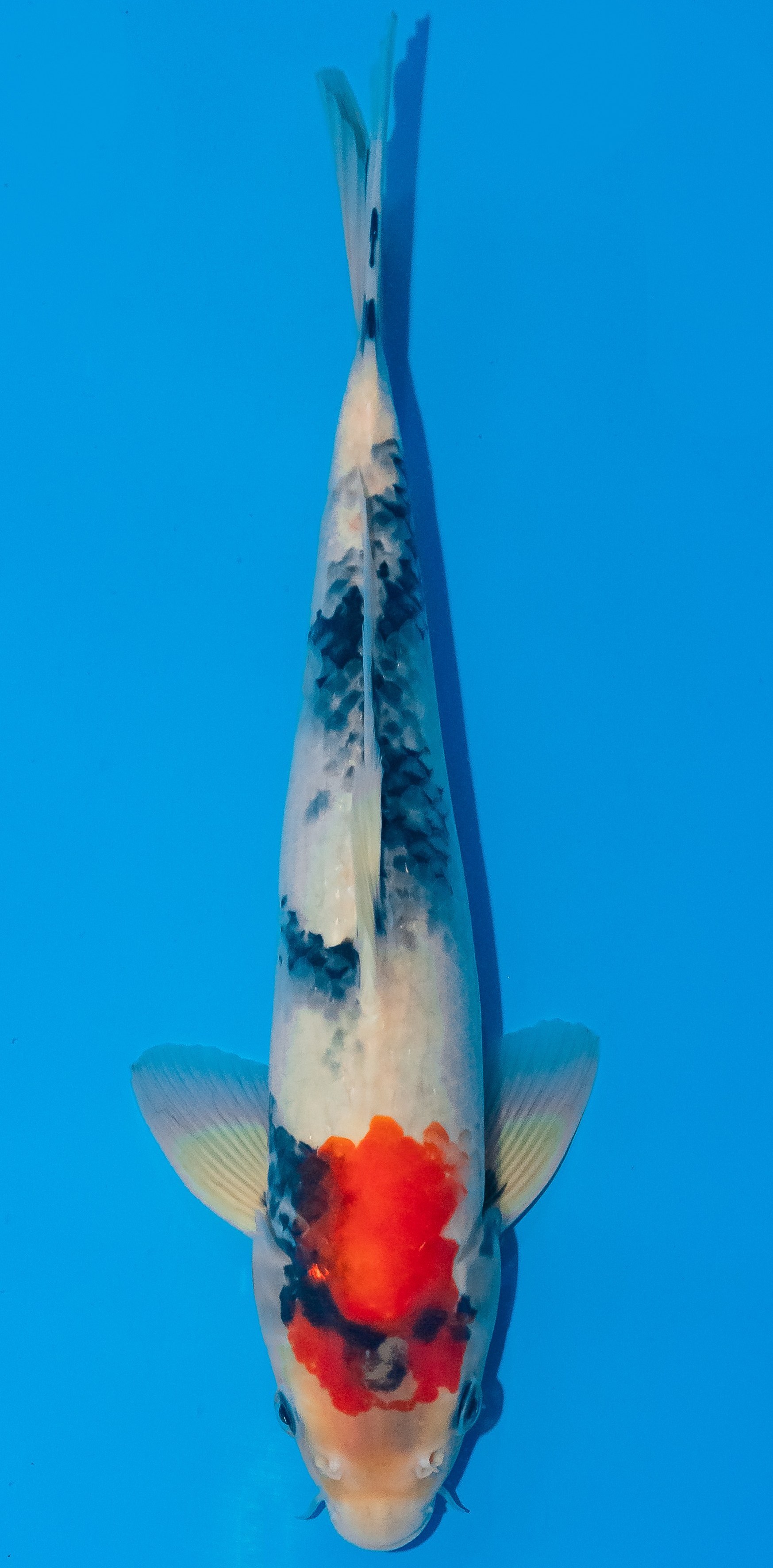 Koi 30-35cm Nr. 1031