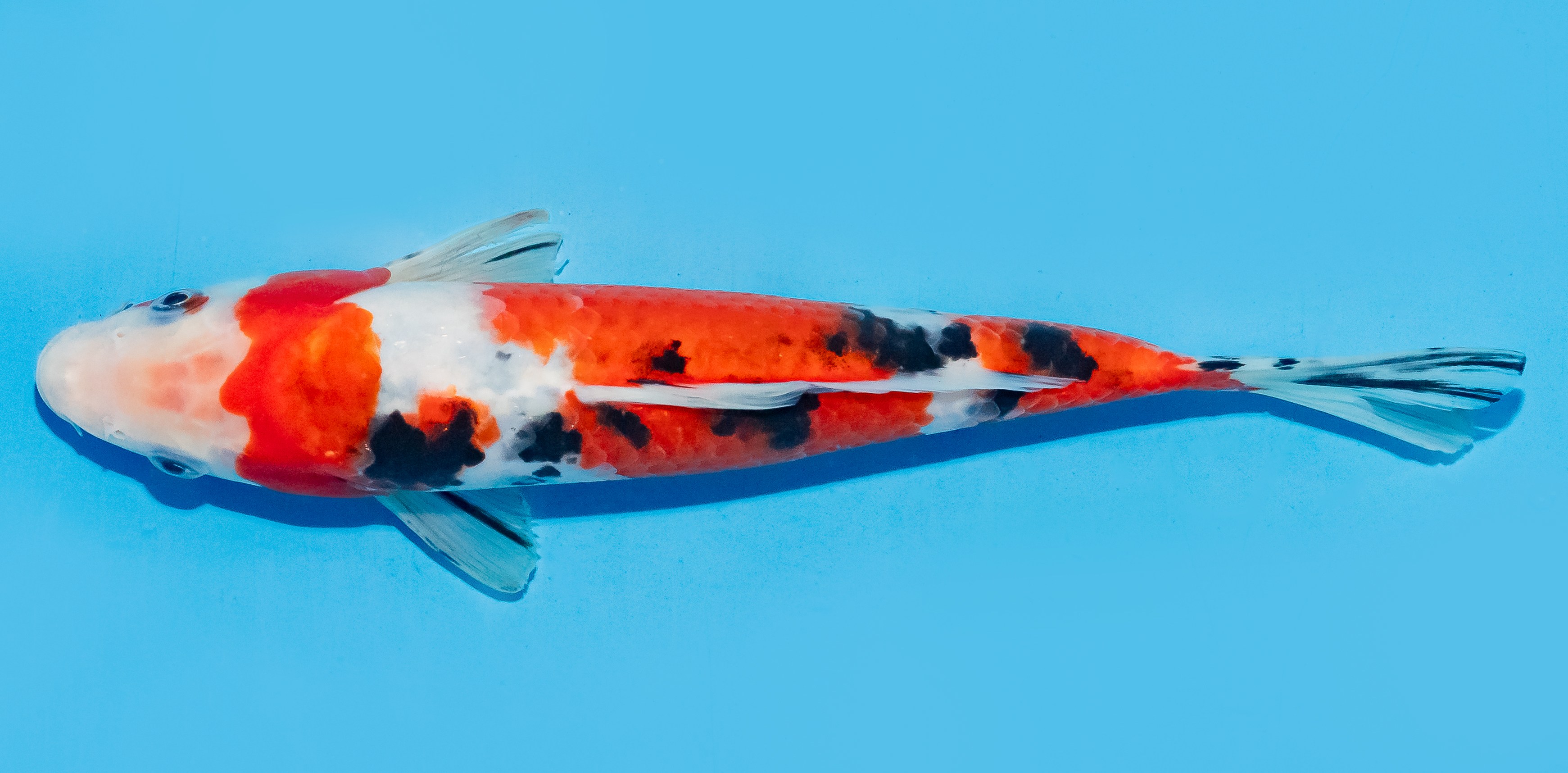 Koi 20-25cm Nr. 8435