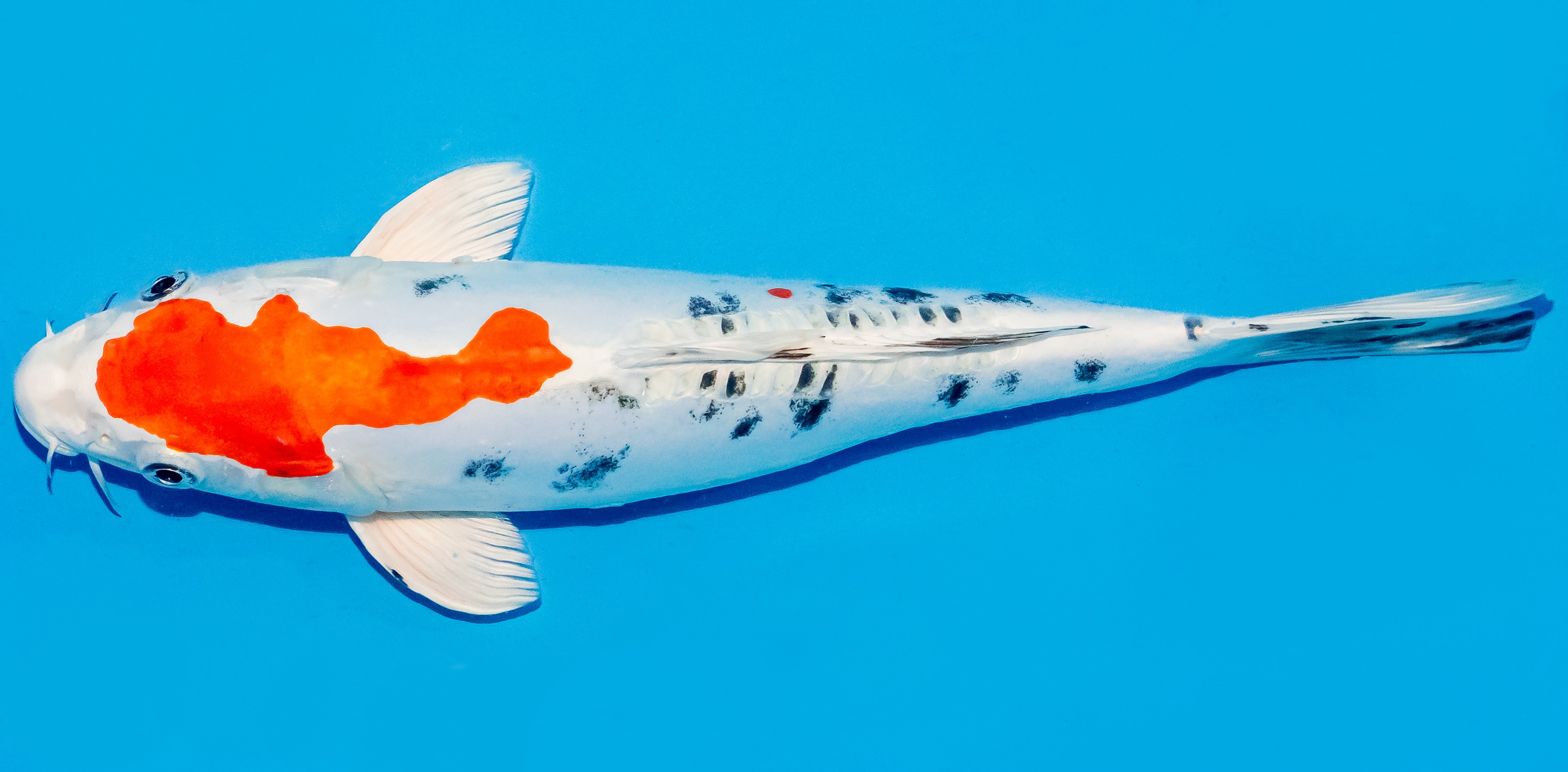 Koi 25-30cm Nr. 7932