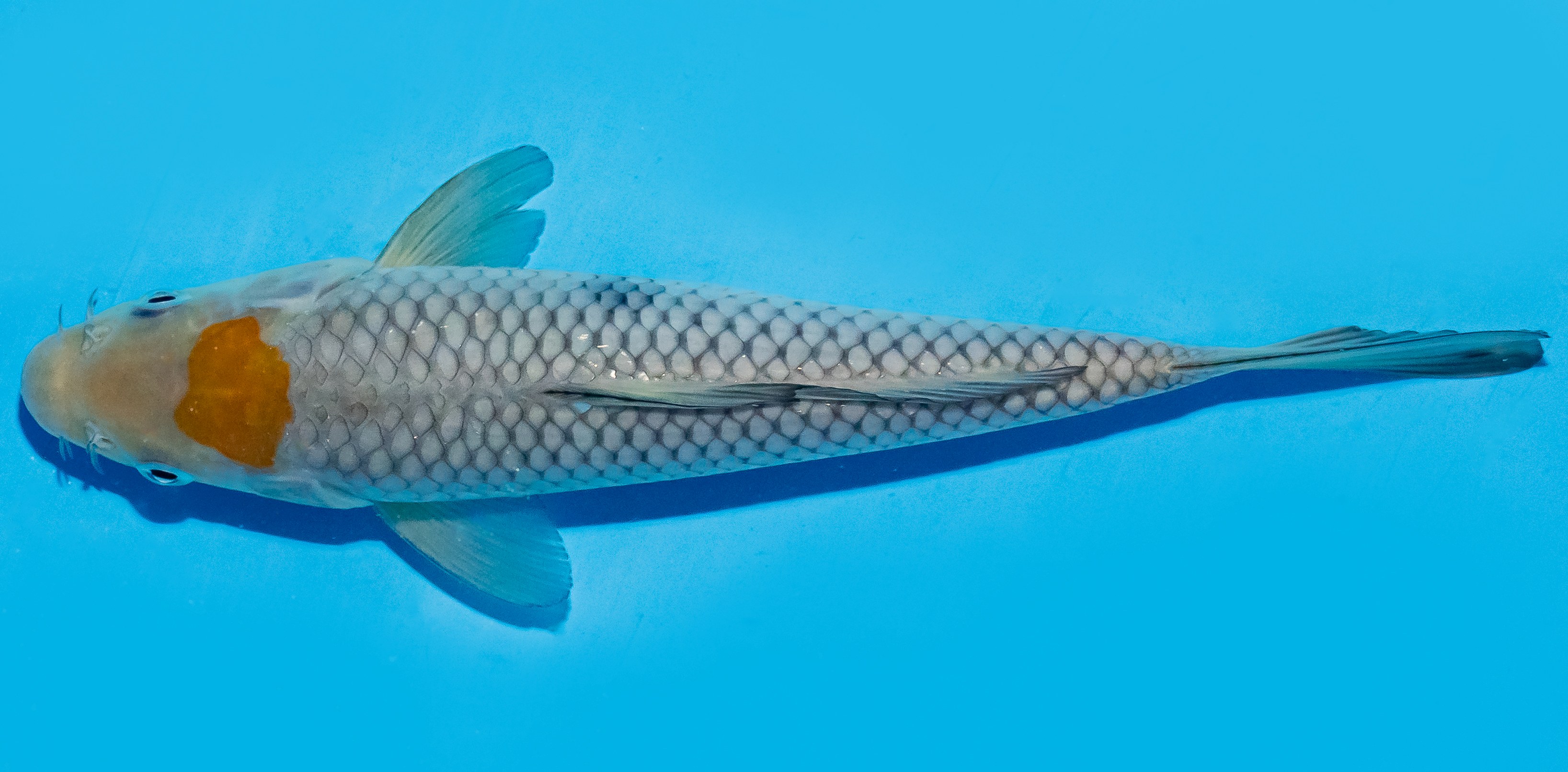 Koi 20-25cm Nr. 8660