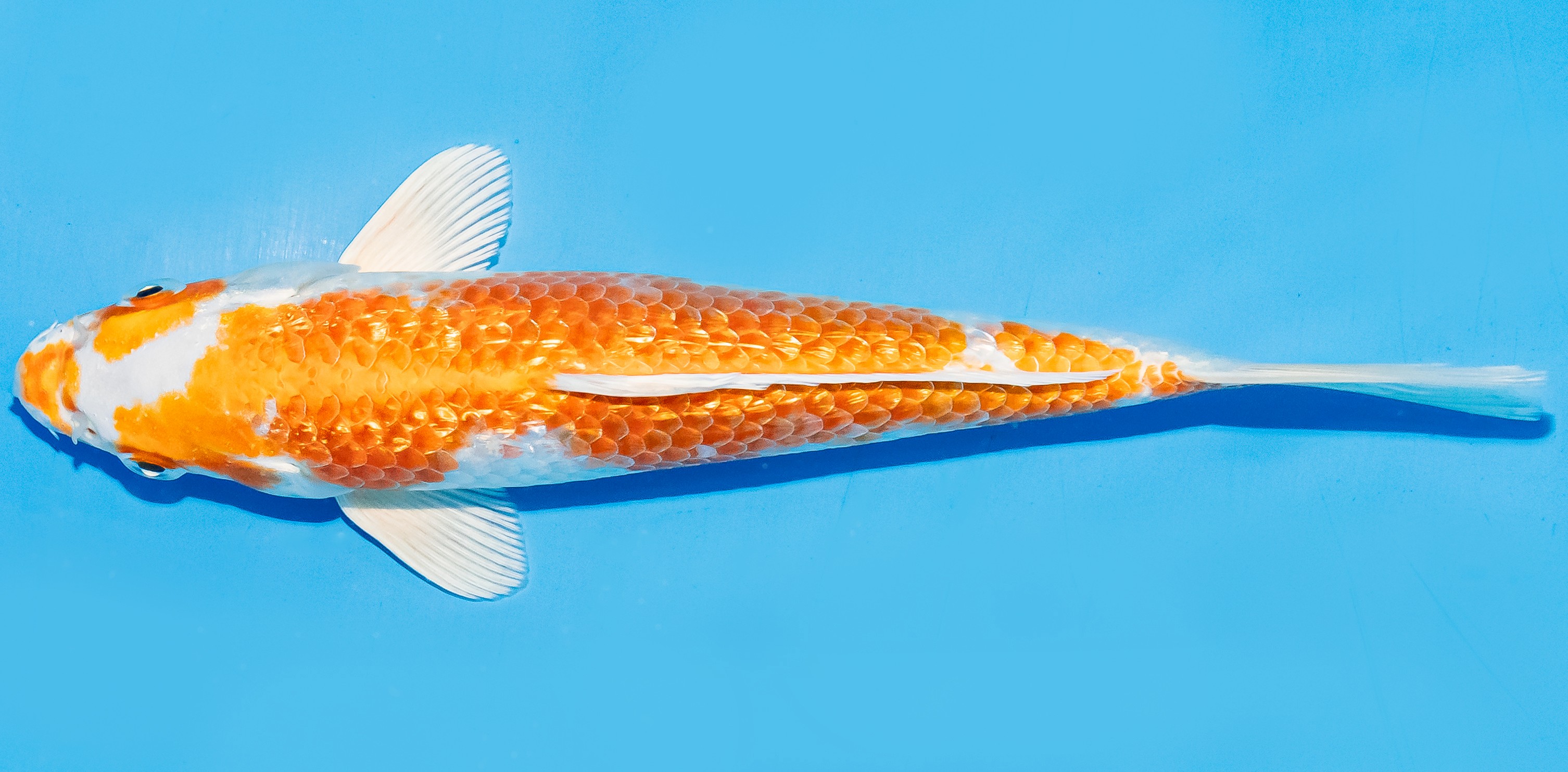 Koi 17-20cm Nr. 6596