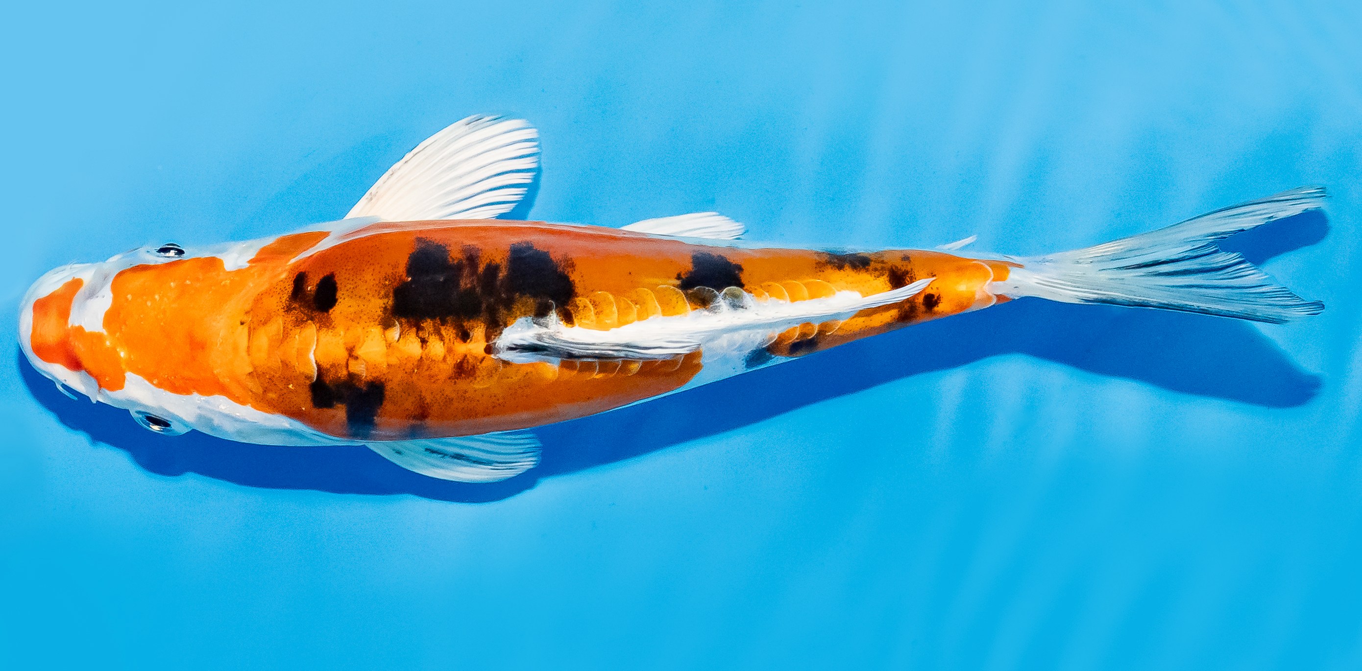 Koi 17-20cm Nr. 7269