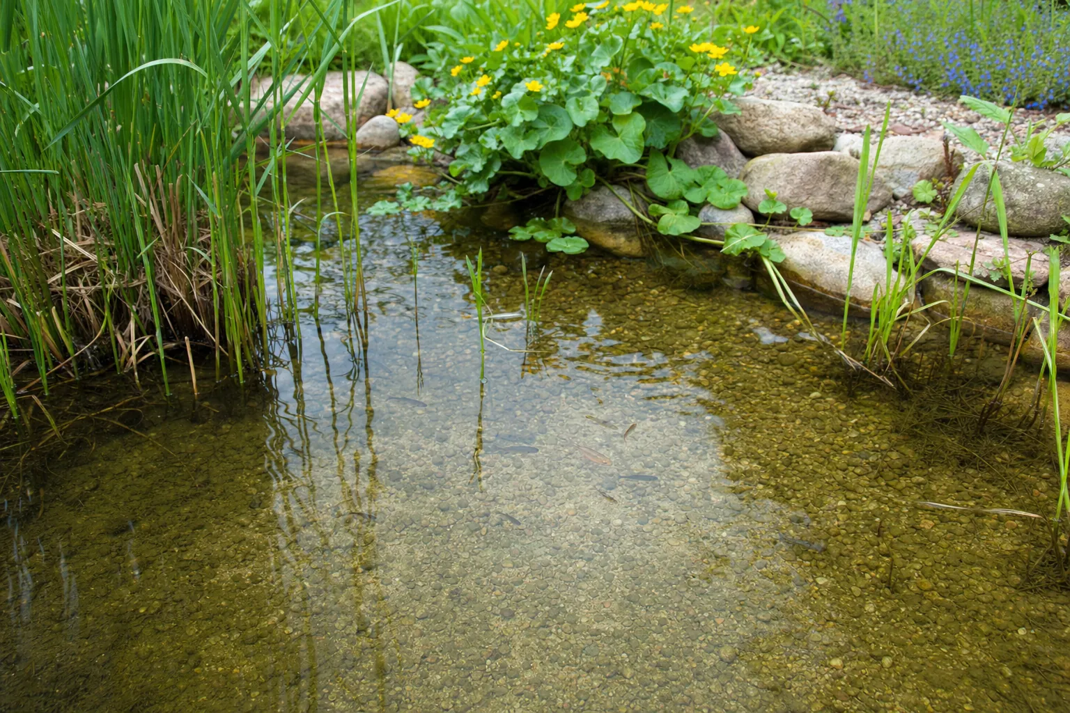 Flache Uferzone eines bepflanzten Gartenteichs mit kiesigem Grund (computergeneriertes Symbolbild)