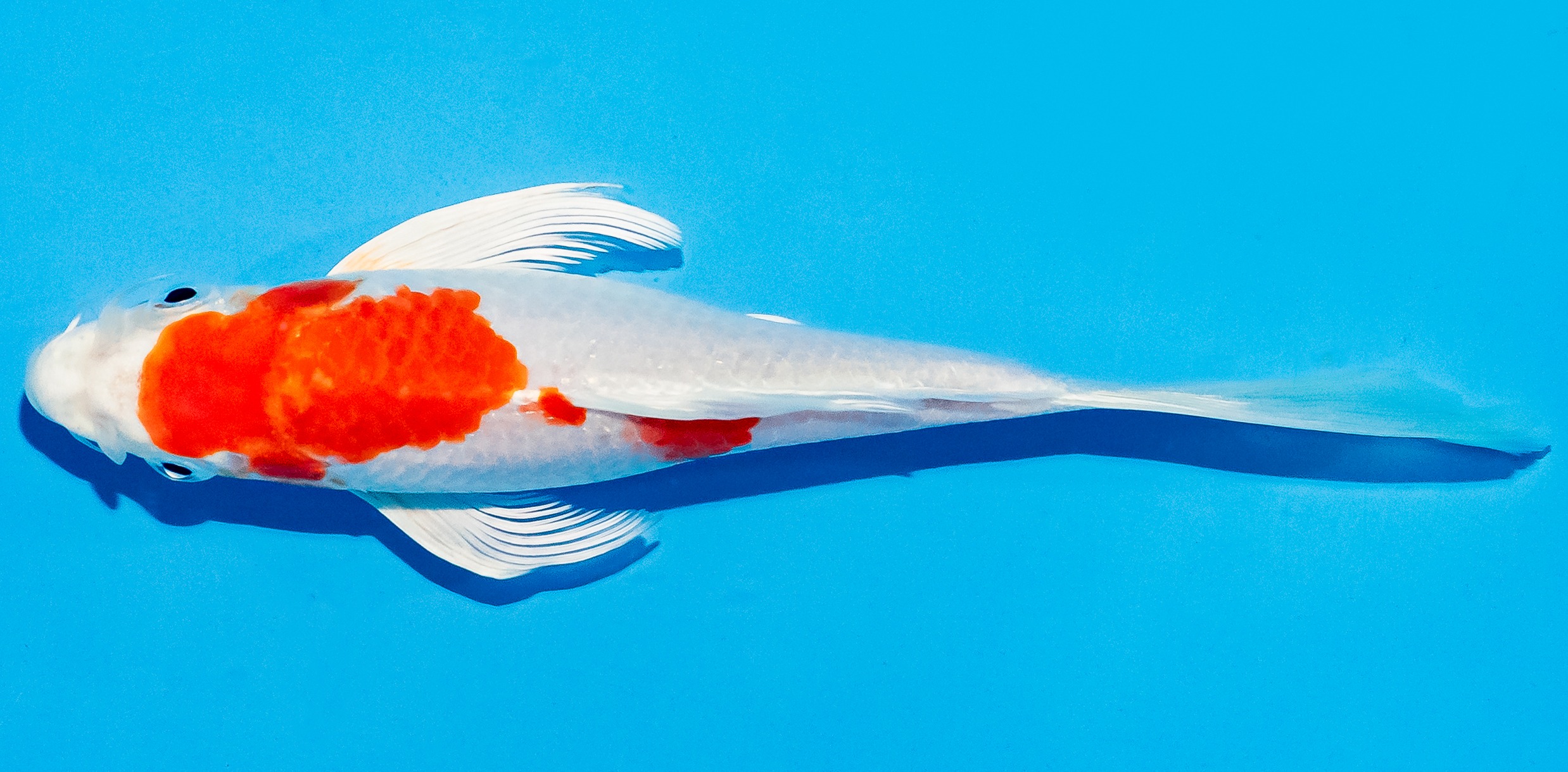 Butterfly Koi 17-20cm Nr. 5916