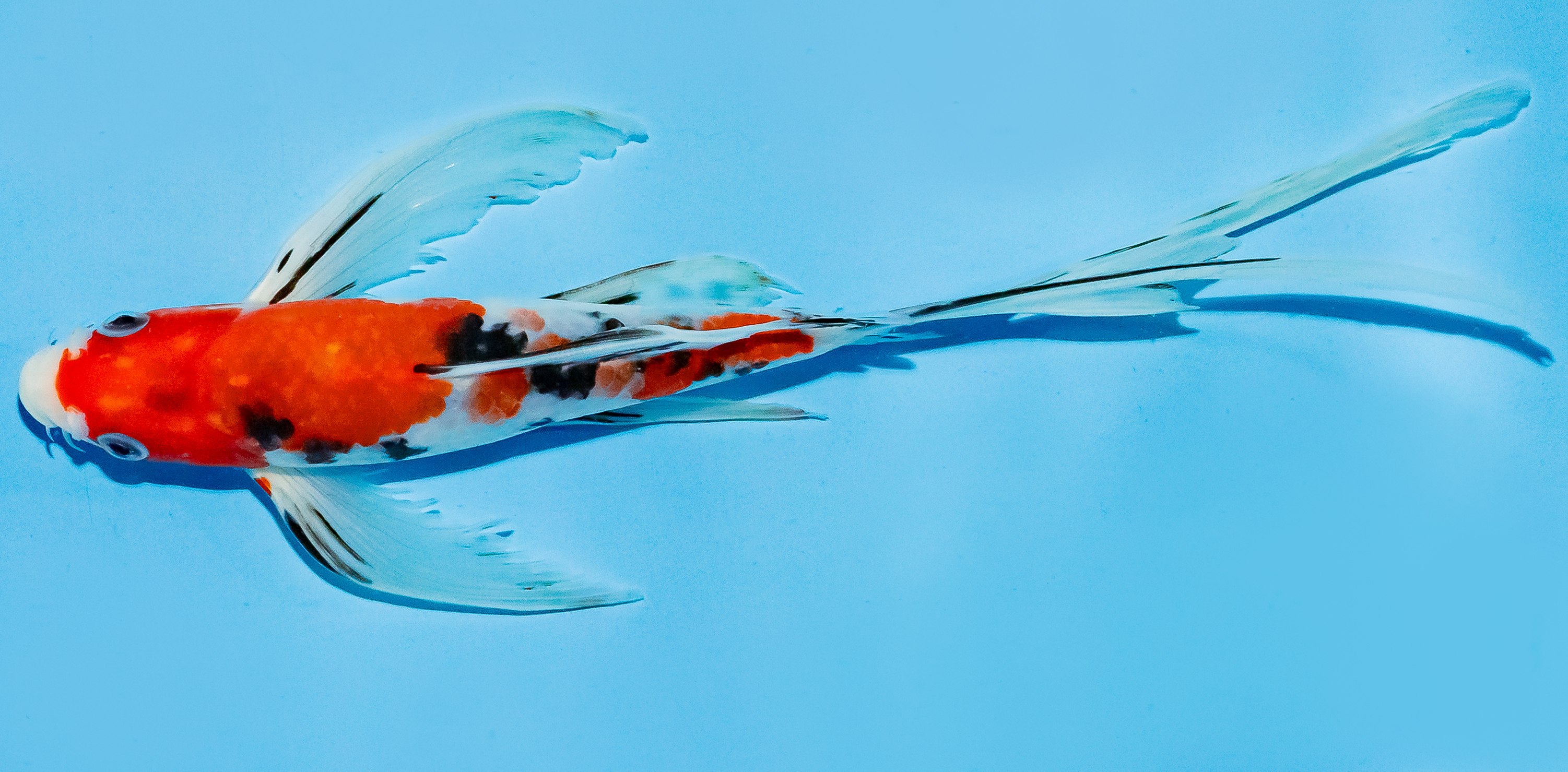 Butterfly Koi 20-25cm Nr. 8562