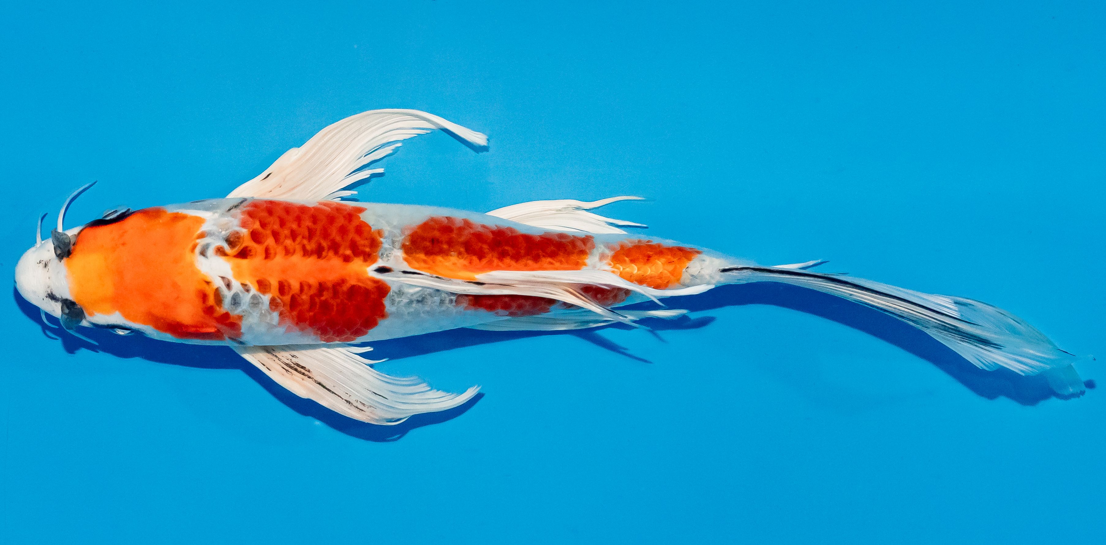 Butterfly Koi 25-30cm Nr. 2322
