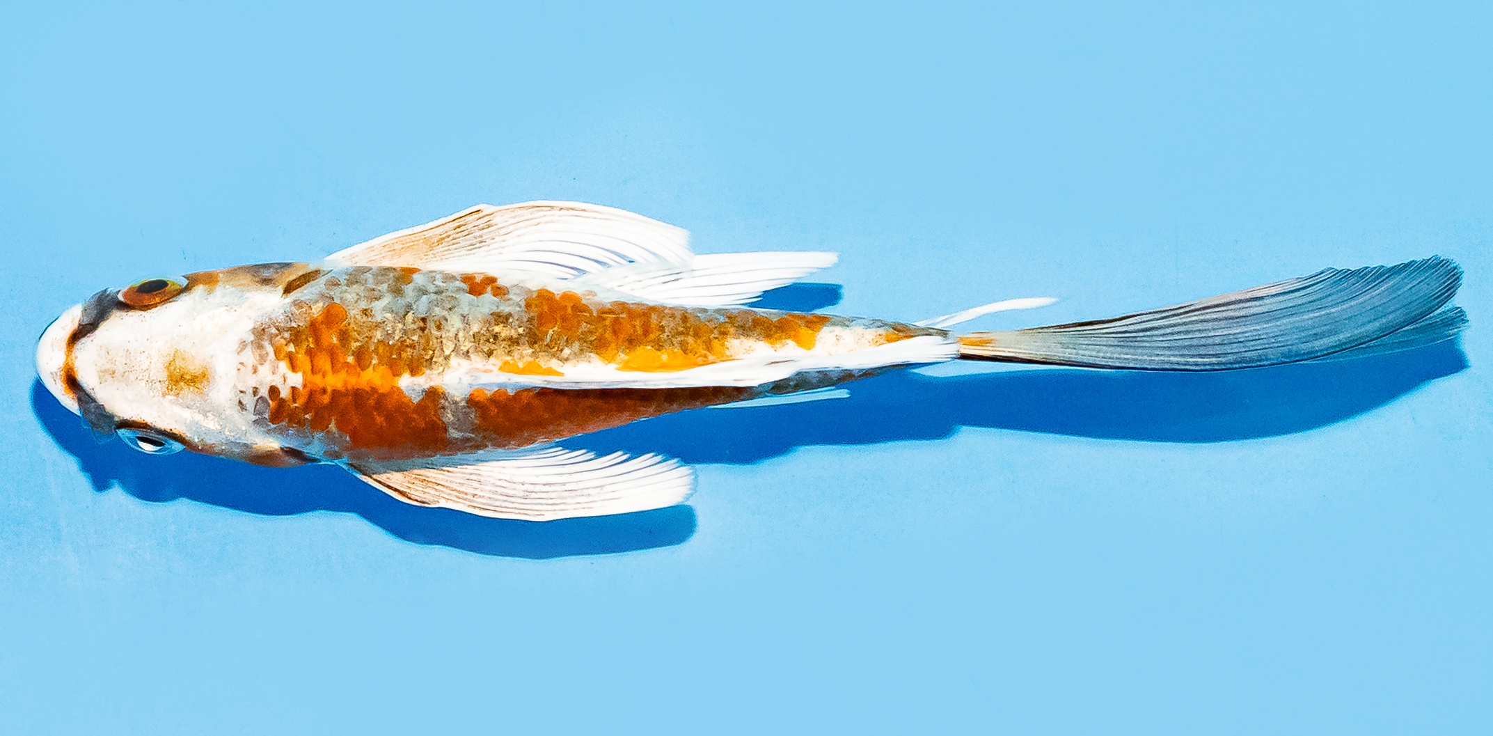 Butterfly Koi 14-17cm Nr. 8216