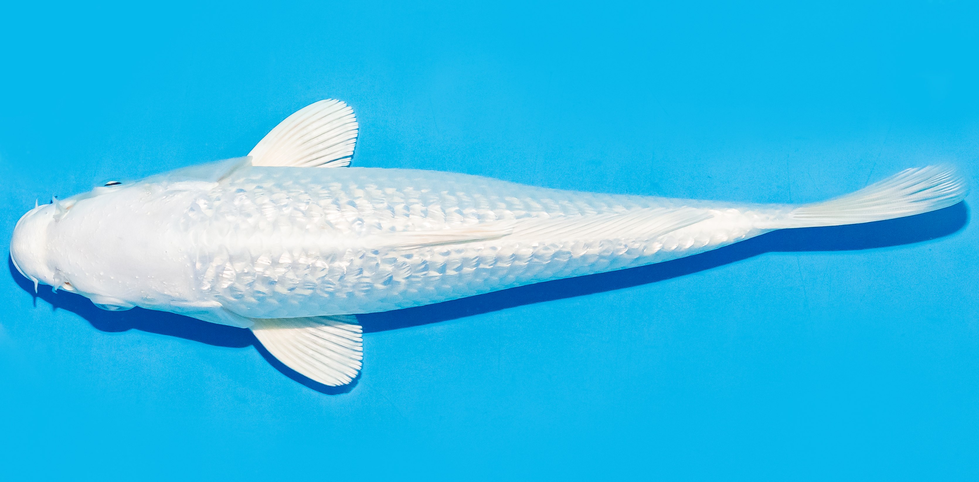 Koi 25-30cm Nr. 8312