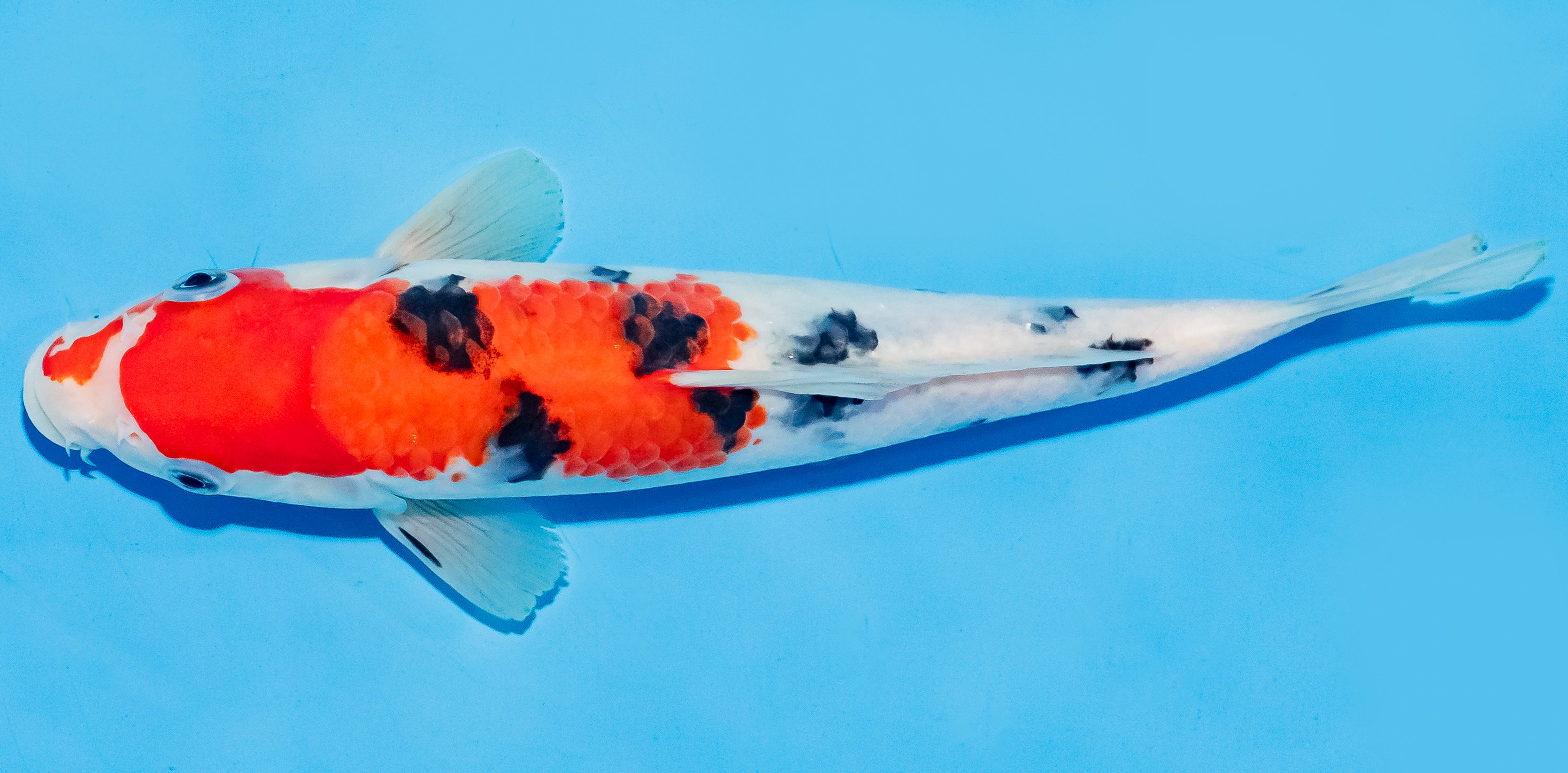 Koi 20-25cm Nr. 6626