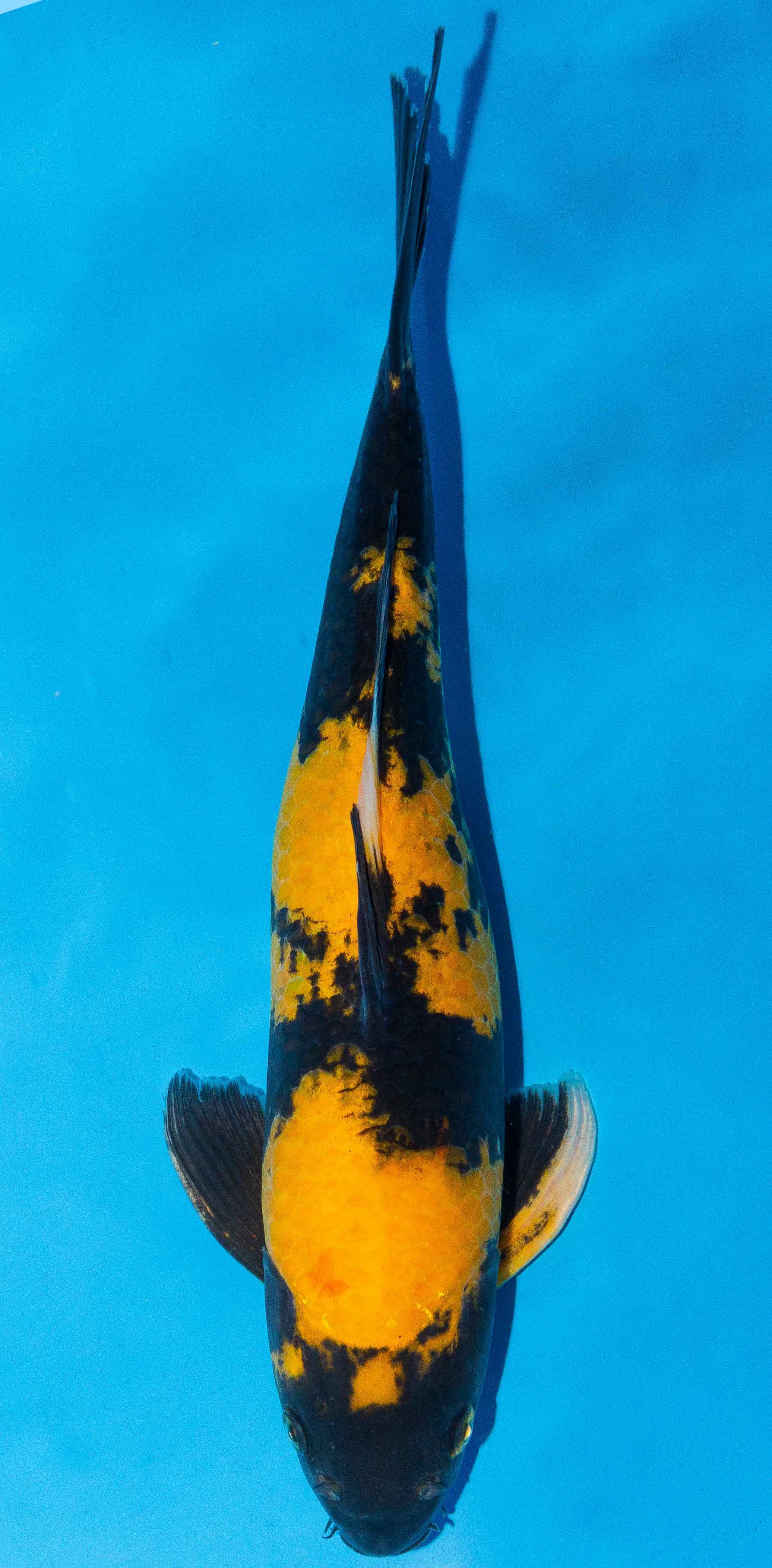 Koi 40-45cm Nr. 3412