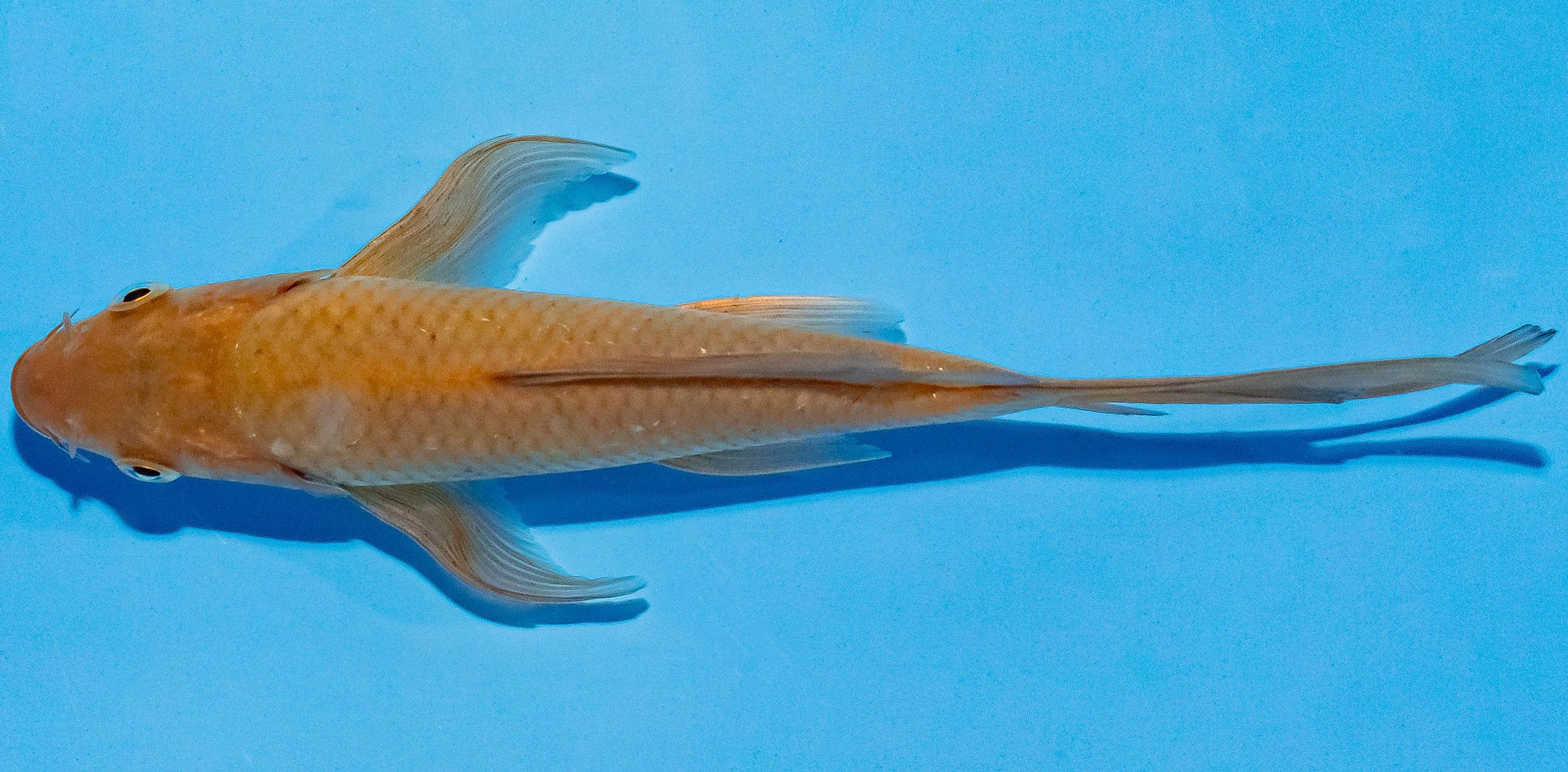 Butterfly Koi 14-17cm Nr. 2558