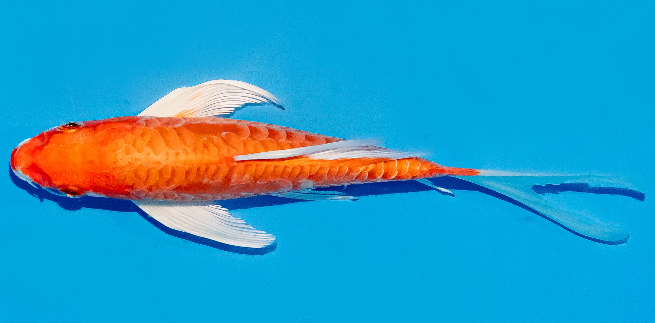 Butterfly Koi 20-25cm Nr. 8549