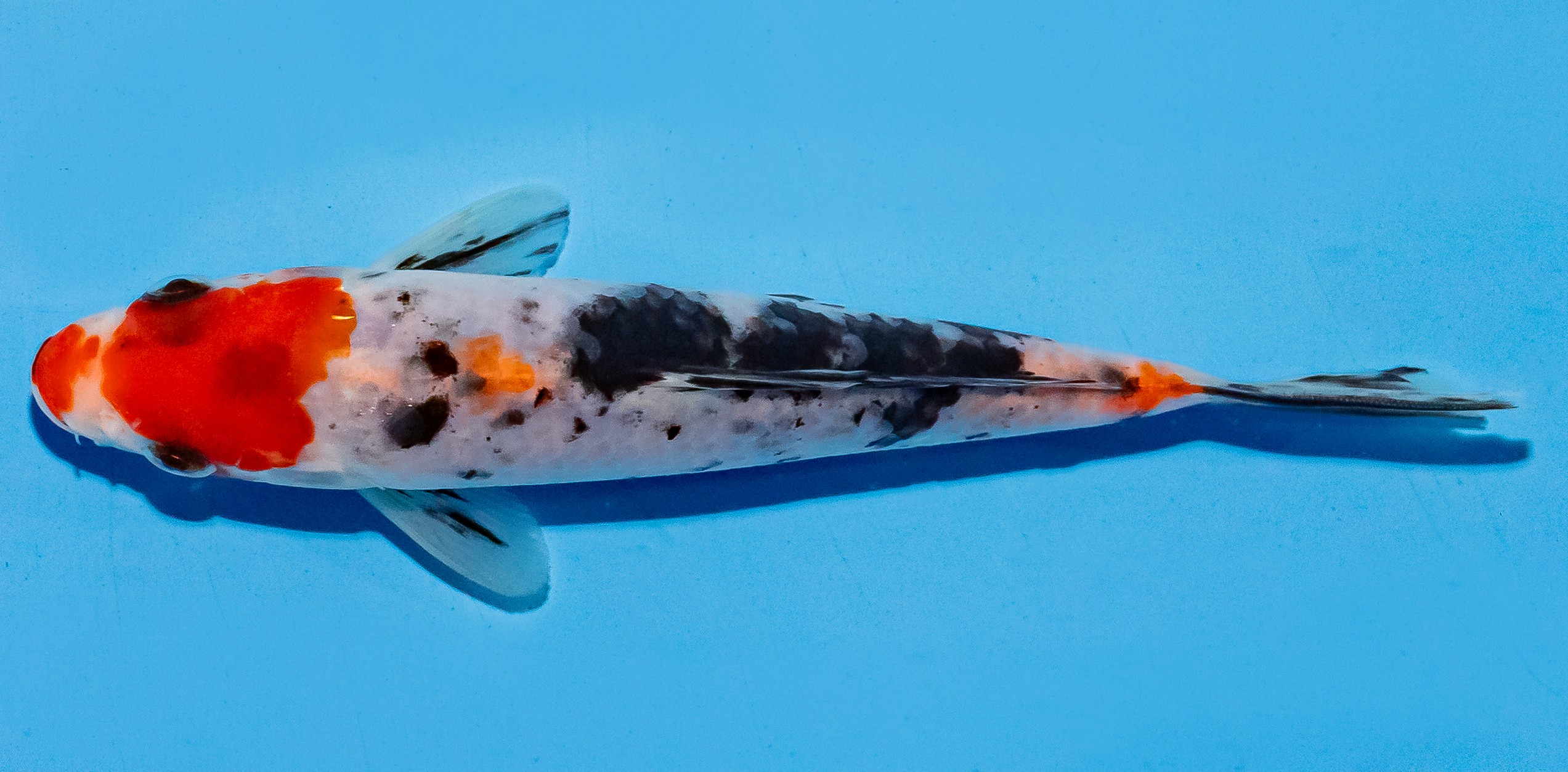 Koi 14-17cm Nr. 6157