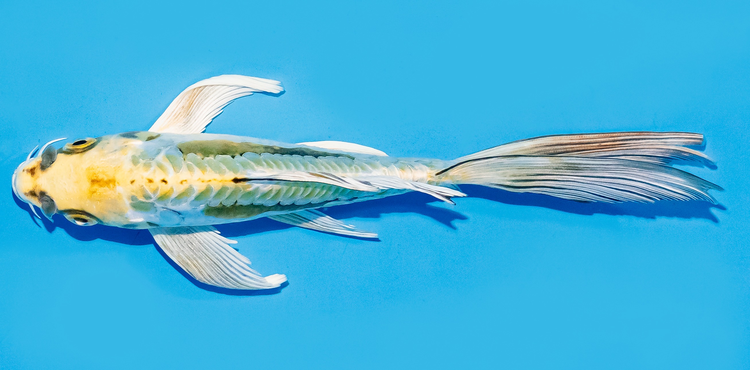 Butterfly Koi 17-20cm Nr. 6963