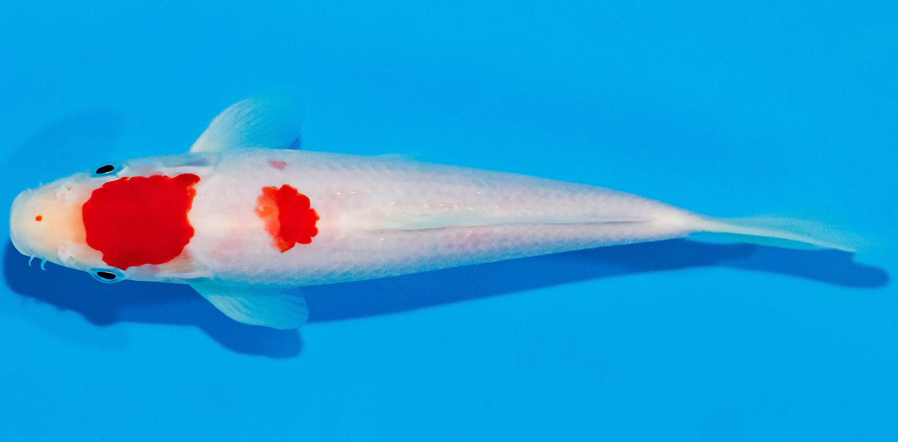 Koi 17-20cm Nr. 2034