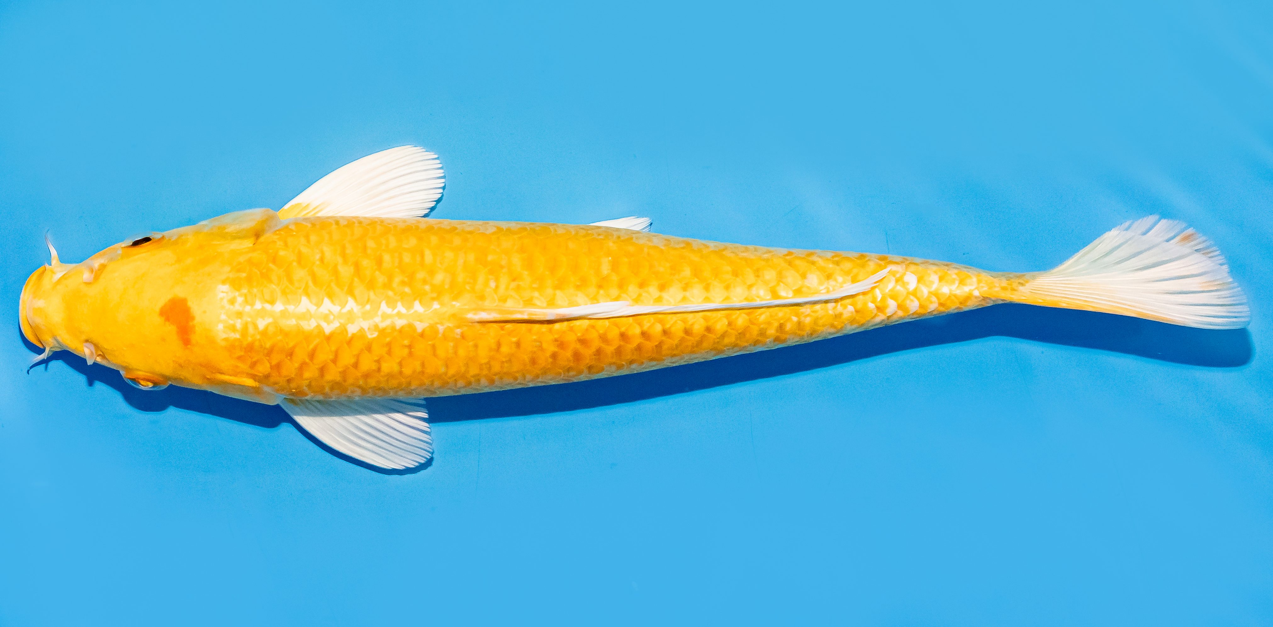 Koi 25-30cm Nr. 8317