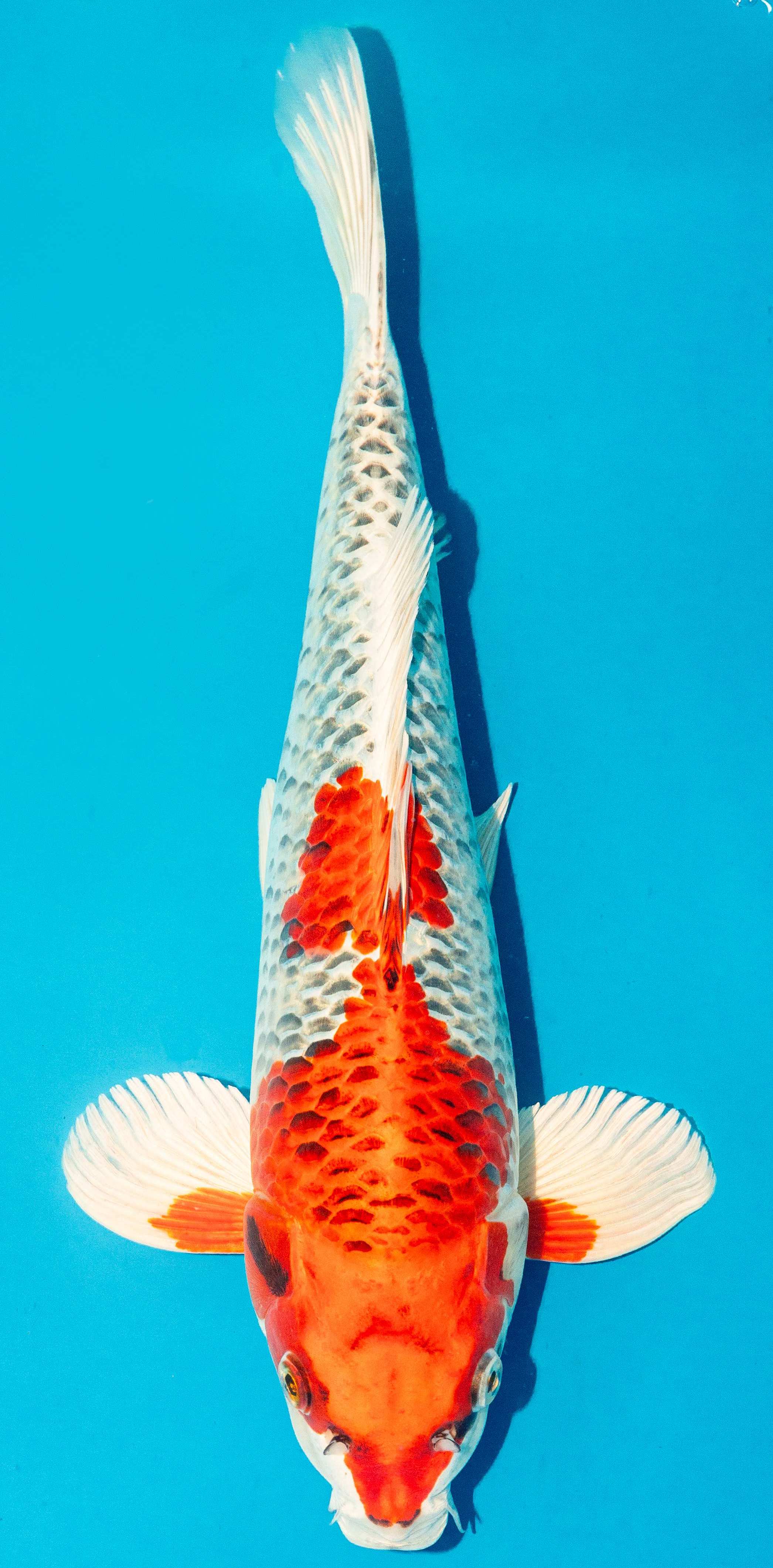 Koi 40-45cm Nr. 4981