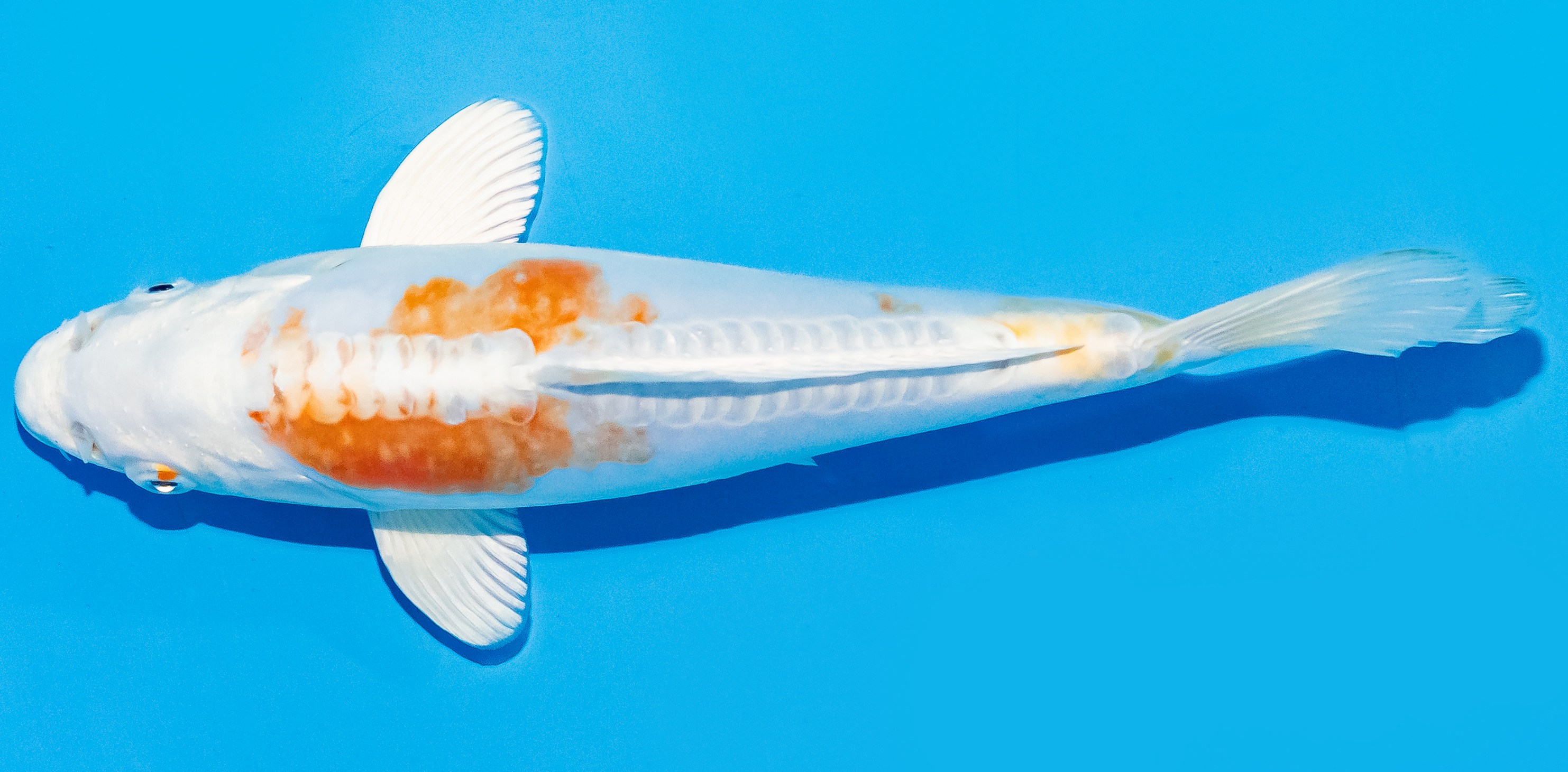 Koi 20-25cm Nr. 7590