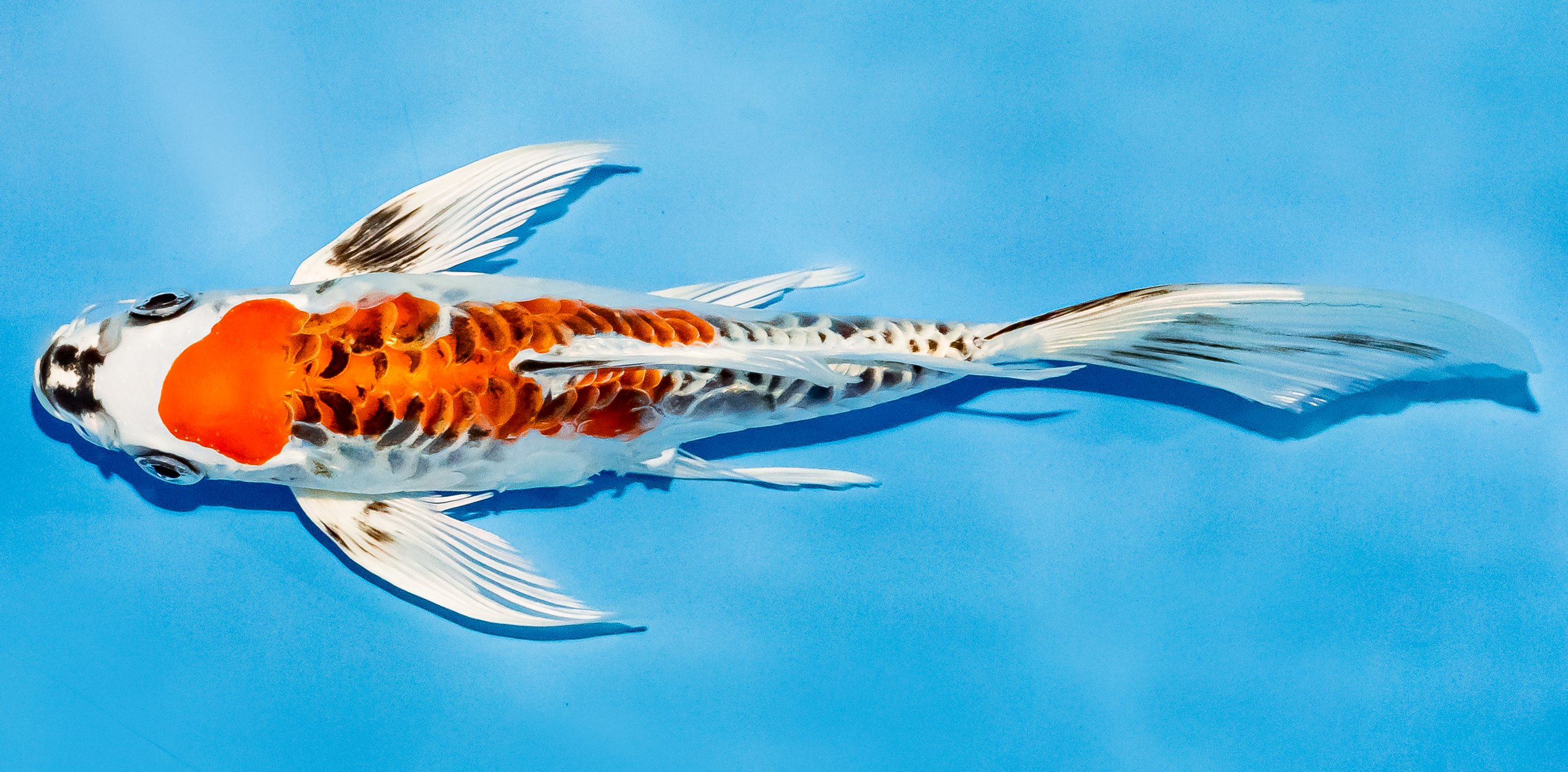 Butterfly Koi 20-25cm Nr. 5487