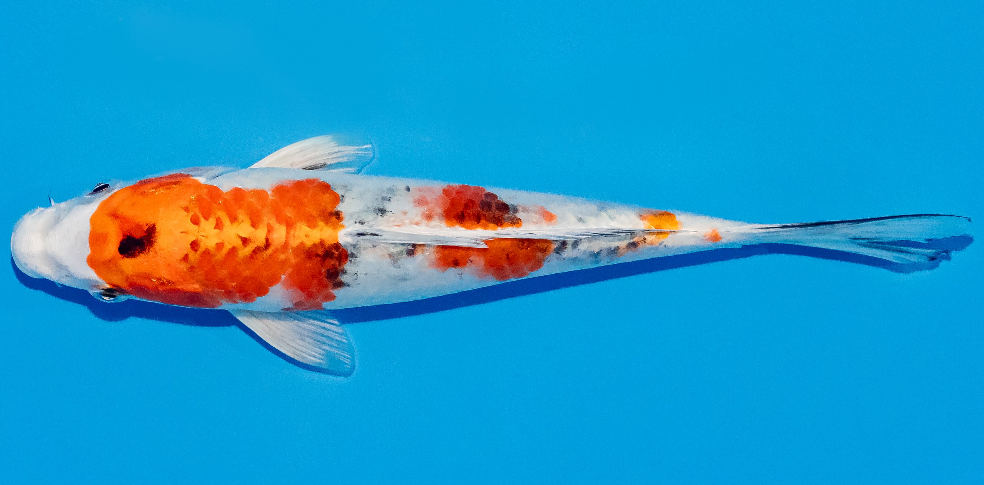 Koi 17-20cm Nr. 2082