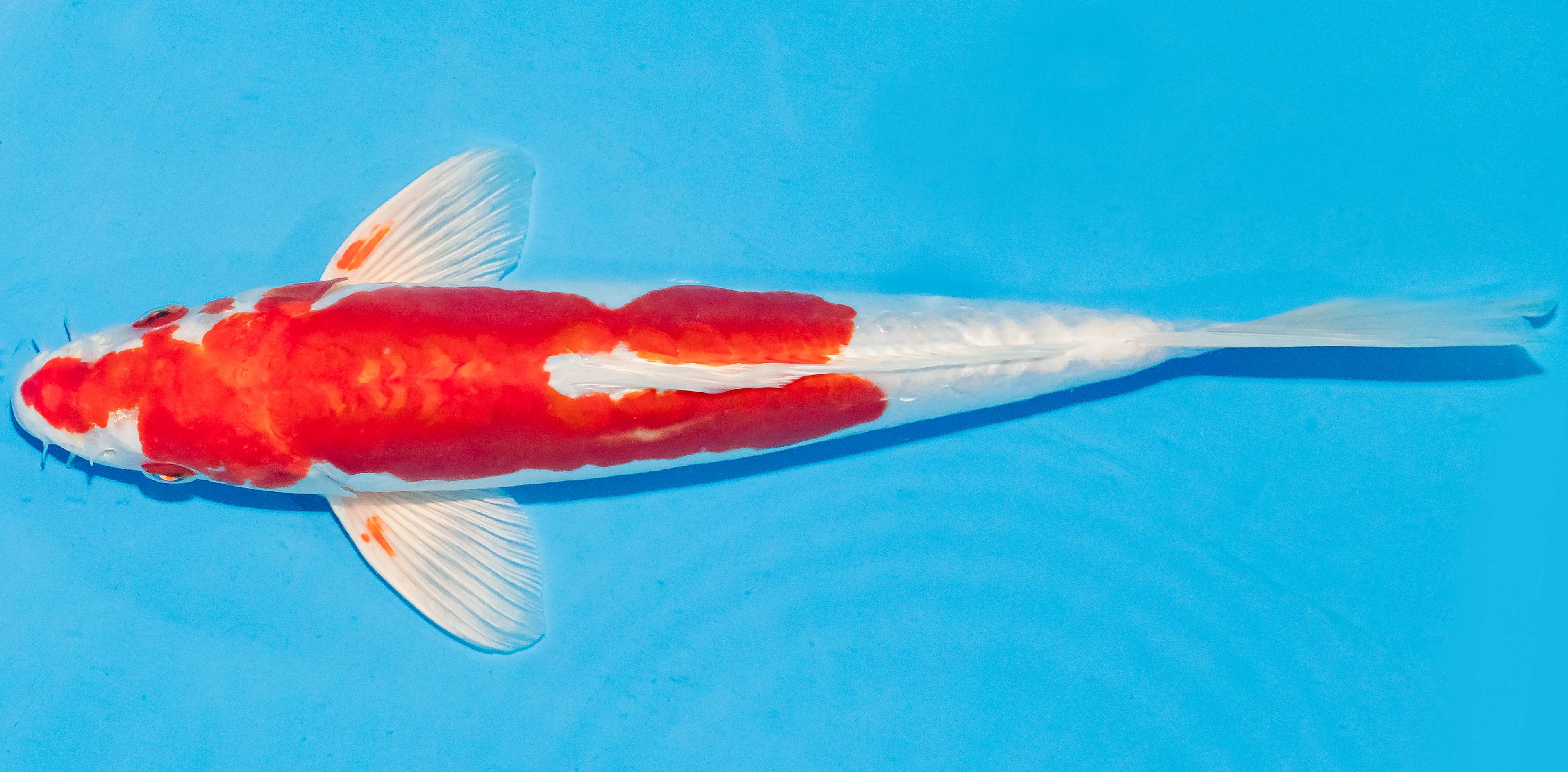 Koi 25-30cm Nr. 4235