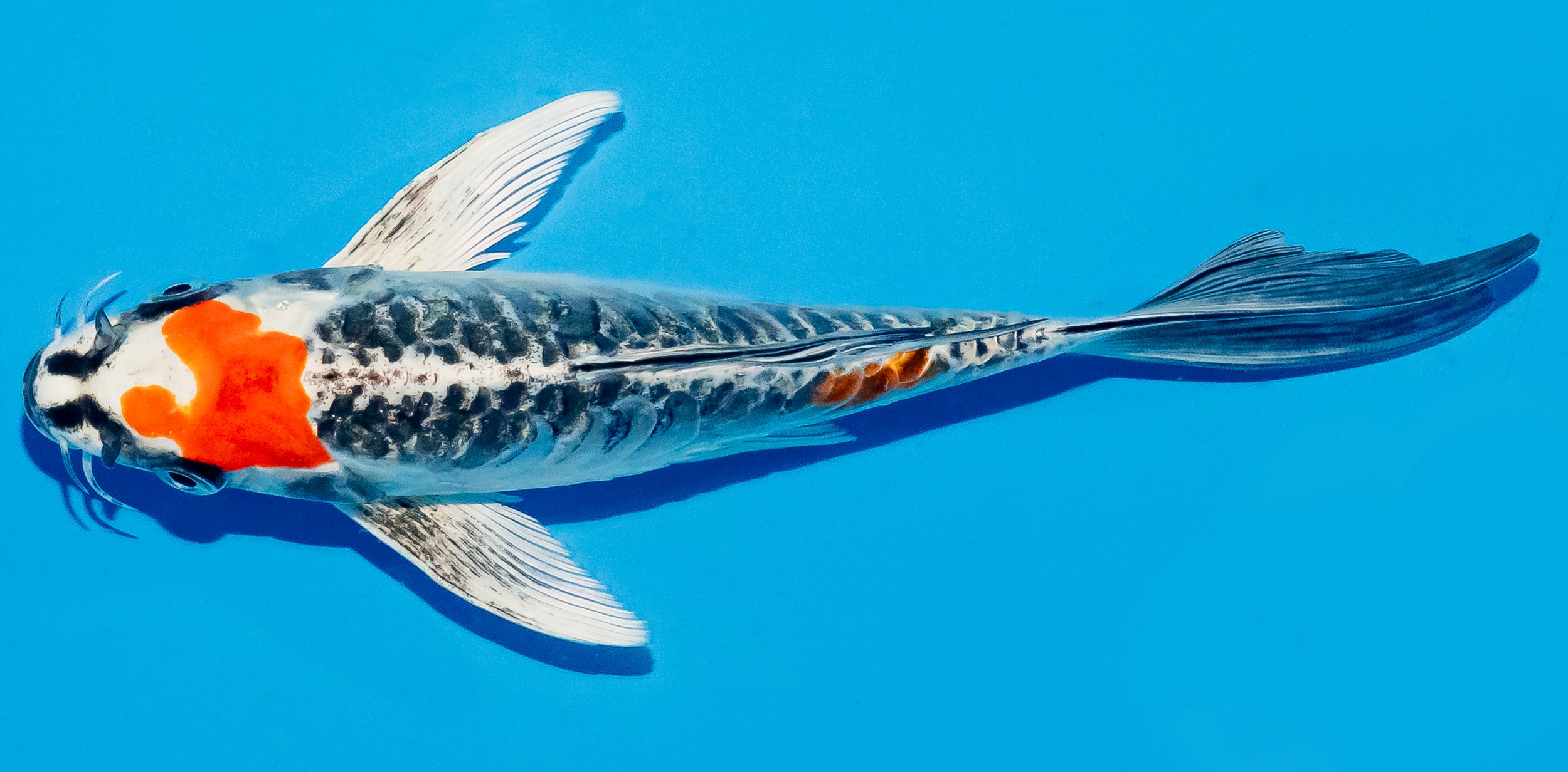 Butterfly Koi 20-25cm Nr. 8526