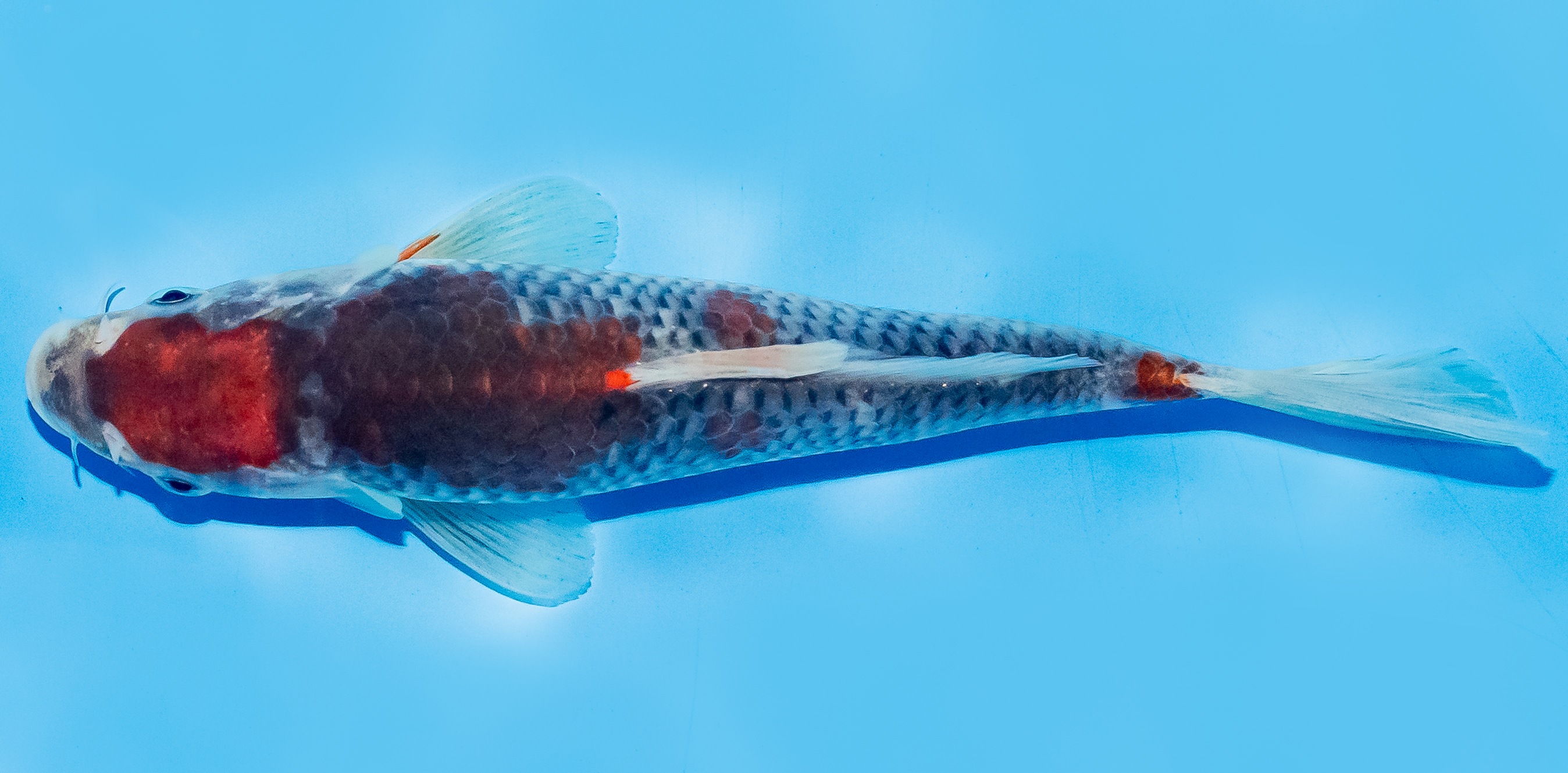 Koi 17-20cm Nr. 6573