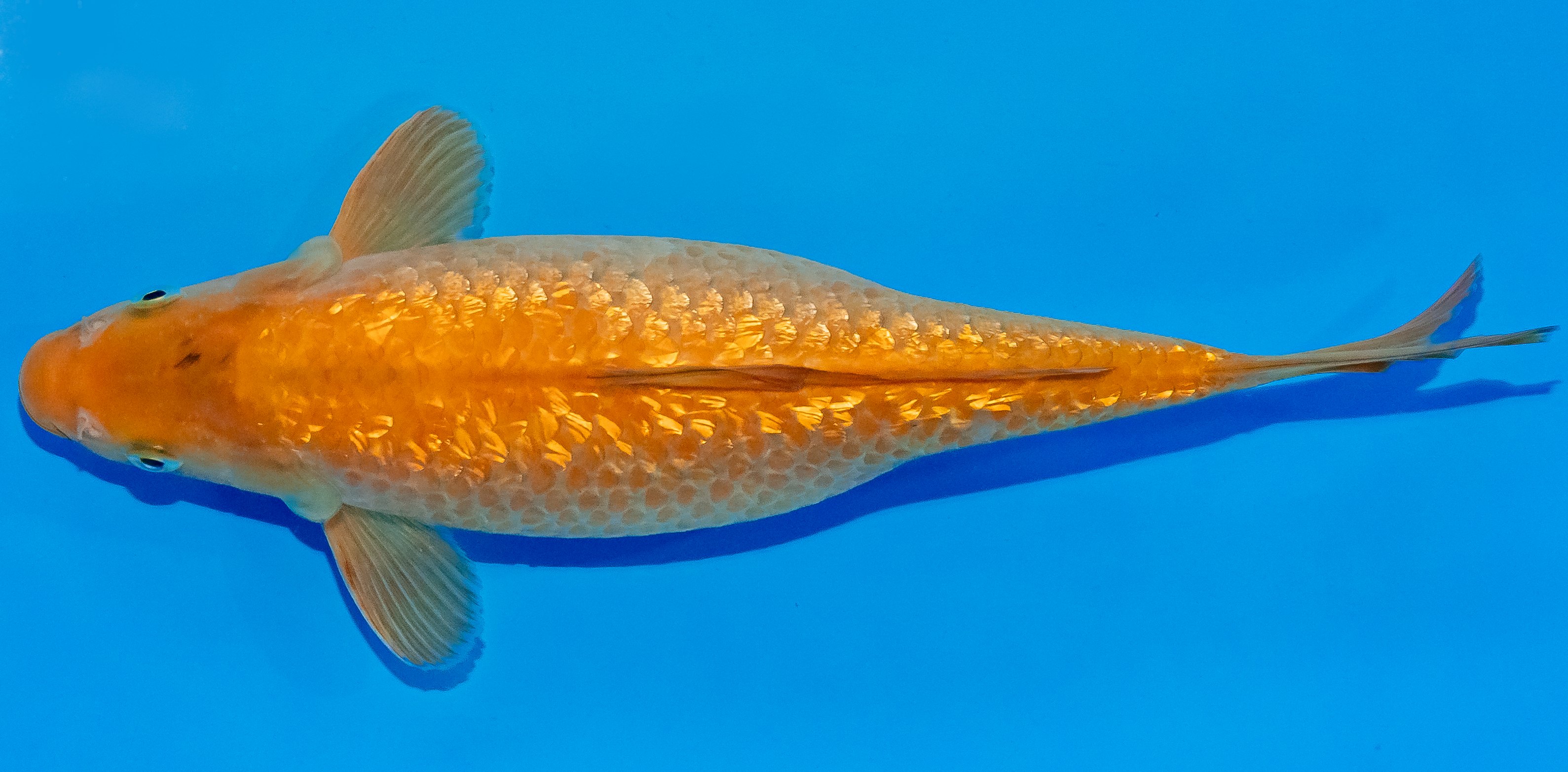 Koi 30-35cm Nr. 3705