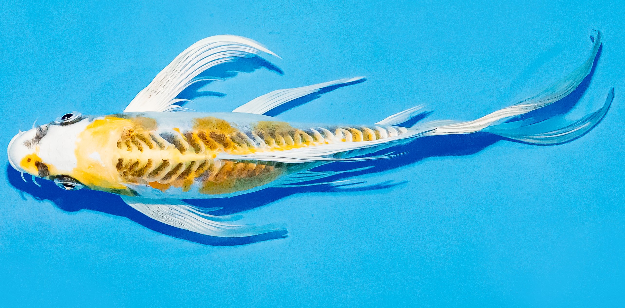 Butterfly Koi 20-25cm Nr. 5453