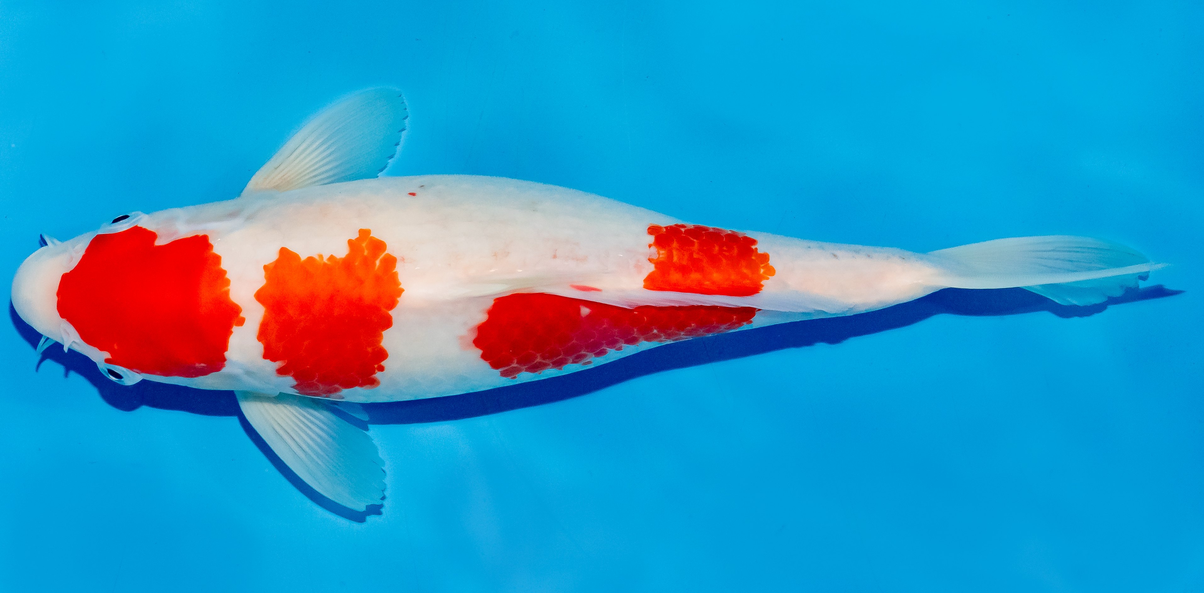 Koi 30-35cm Nr. 6354