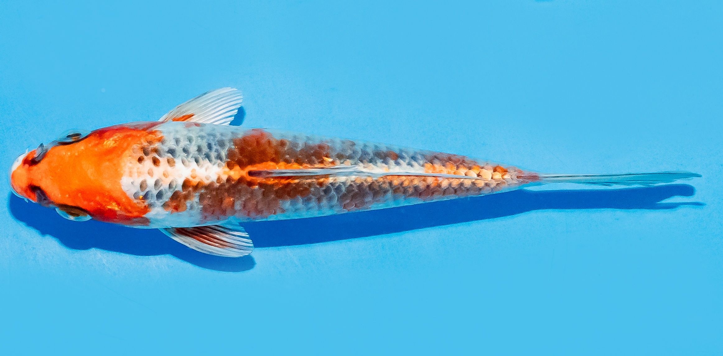 Koi 14-17cm Nr. 8127